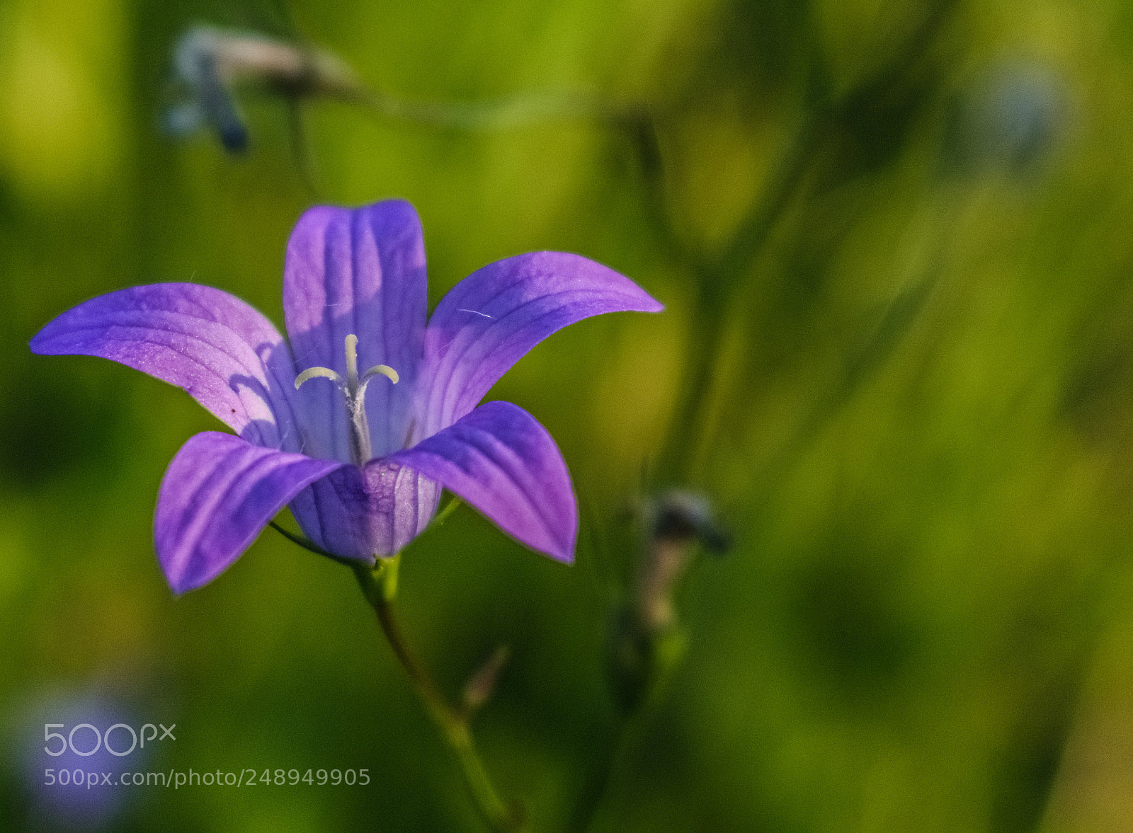 Nikon D3300 sample photo. Blue wonder photography