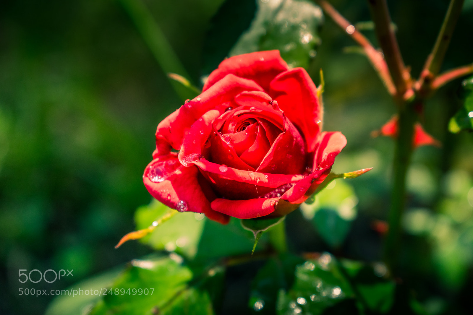 Nikon D3300 sample photo. Wet rose photography