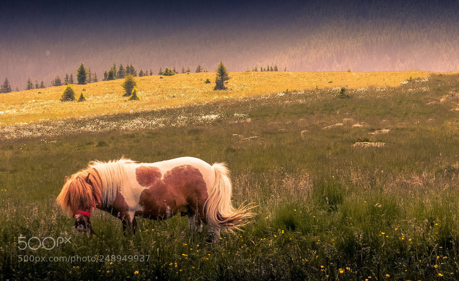 Nikon D3300 sample photo. A pony photography