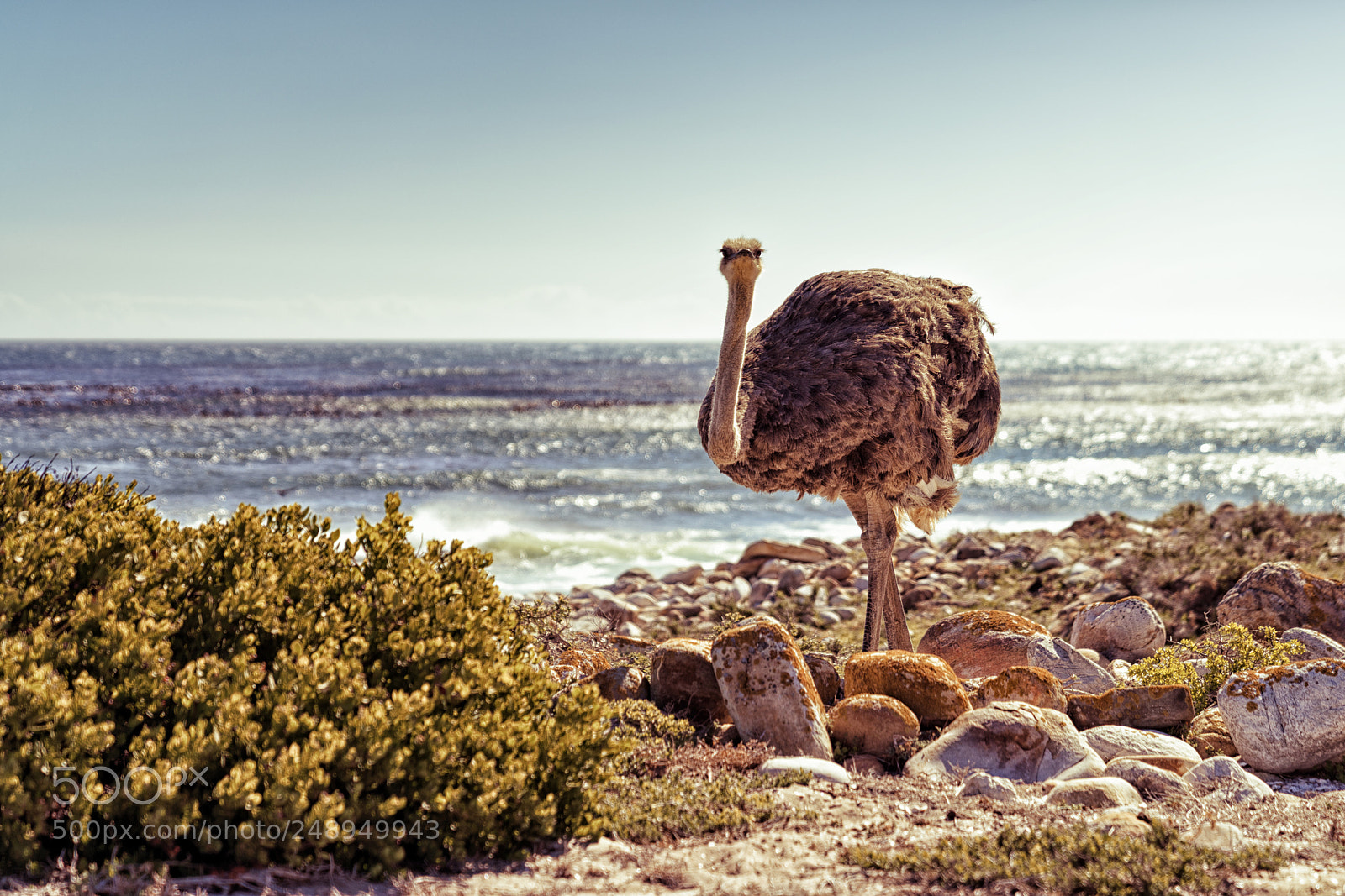 Sony a7R II sample photo. Cape photography