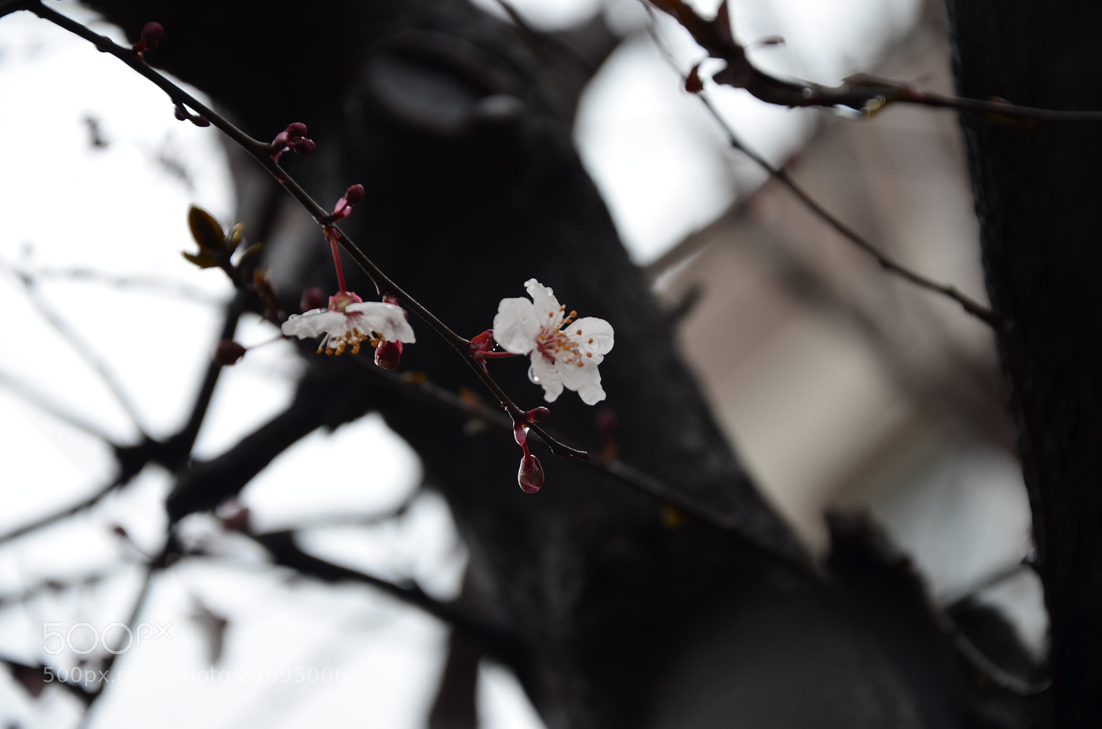 Nikon D5100 sample photo. Lkbahar arayan minik i photography