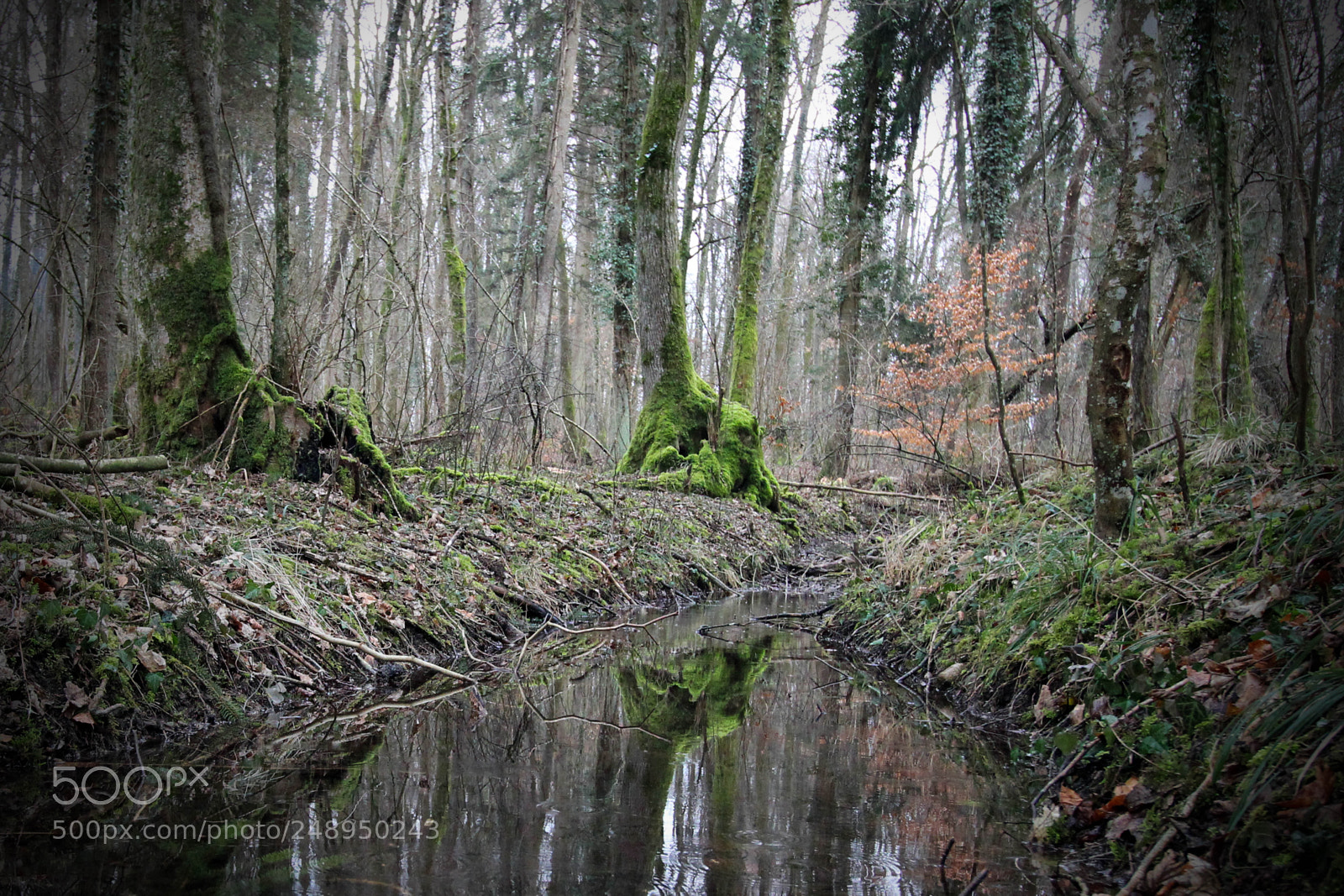 Canon EOS 600D (Rebel EOS T3i / EOS Kiss X5) sample photo. Forest photography