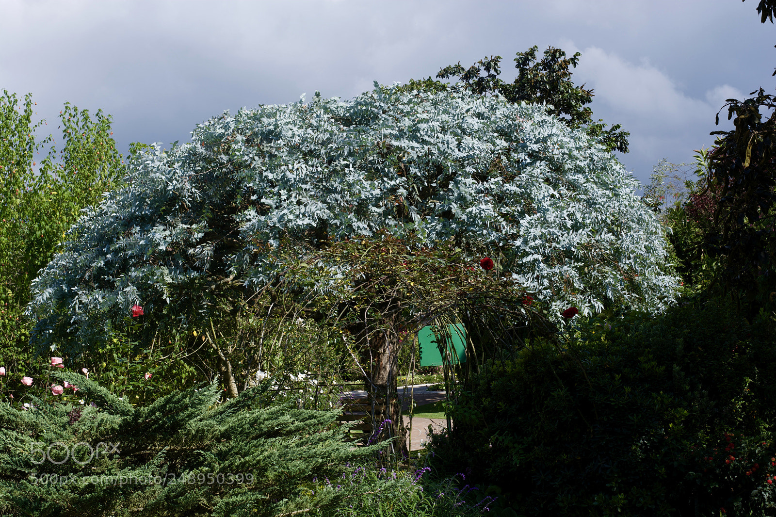 Nikon D5200 sample photo. Hermoso photography