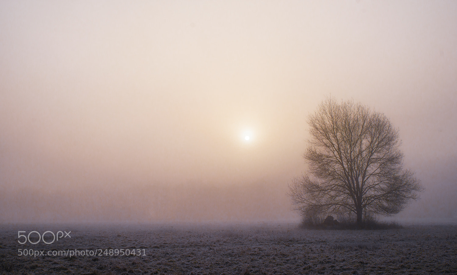 Sony Alpha DSLR-A900 sample photo. Tree in the fog photography