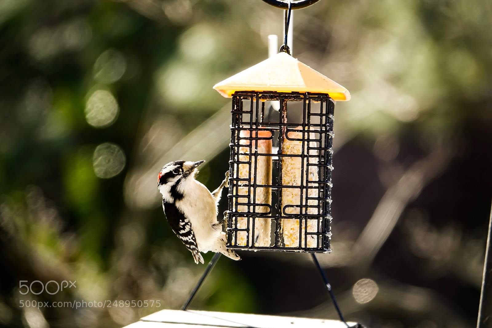Sony Cyber-shot DSC-RX10 III sample photo. Woodpecker photography