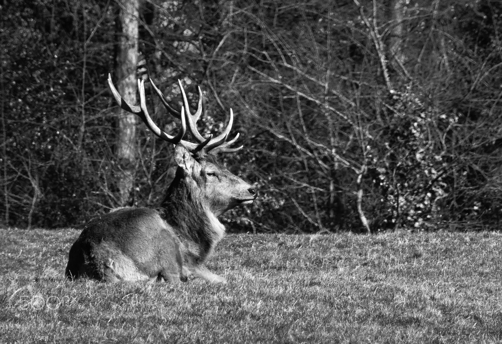 Panasonic Lumix DMC-ZS60 (Lumix DMC-TZ80) sample photo. Red stag (b&w) photography