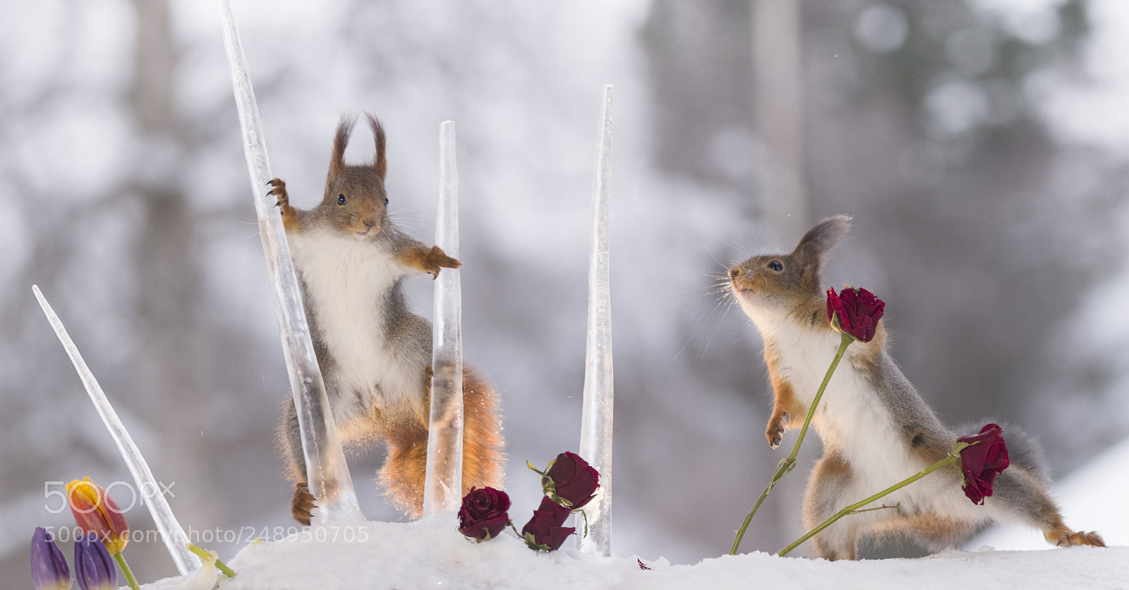 Nikon D810 sample photo. Red squirrels playing with photography