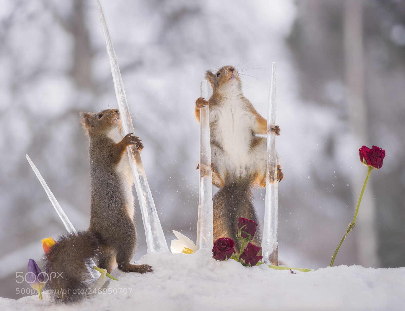 Nikon D810 sample photo. Red squirrels holding icicles photography