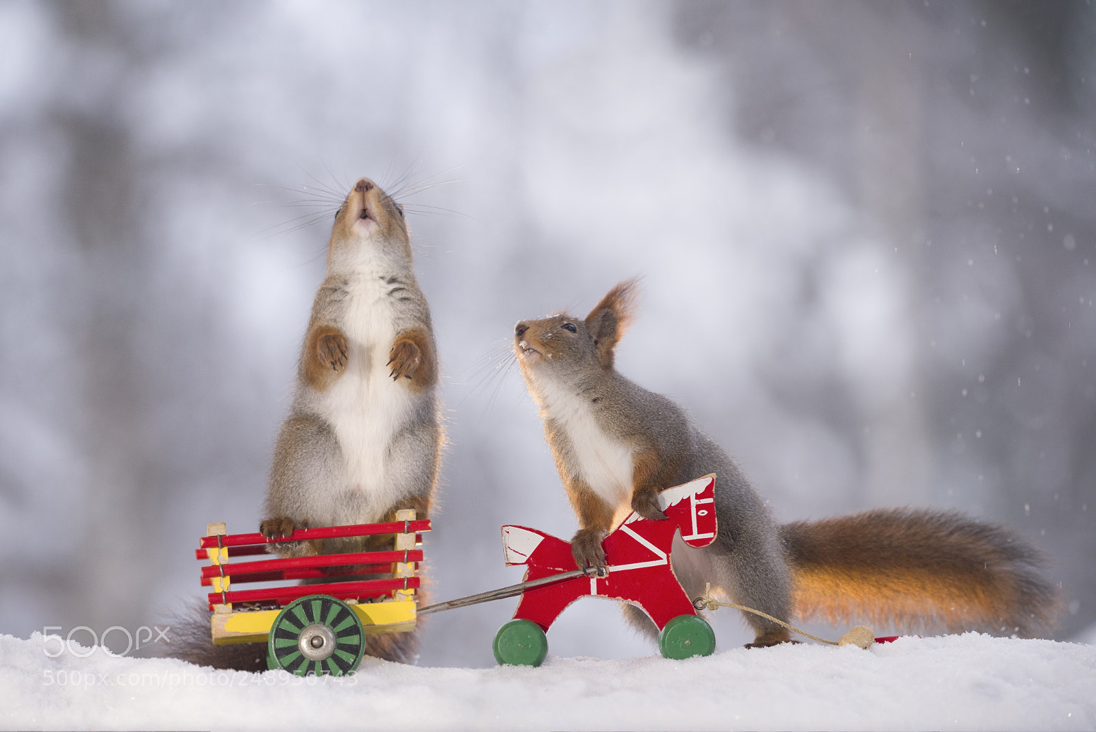 Nikon D810 sample photo. Red squirrels on a photography