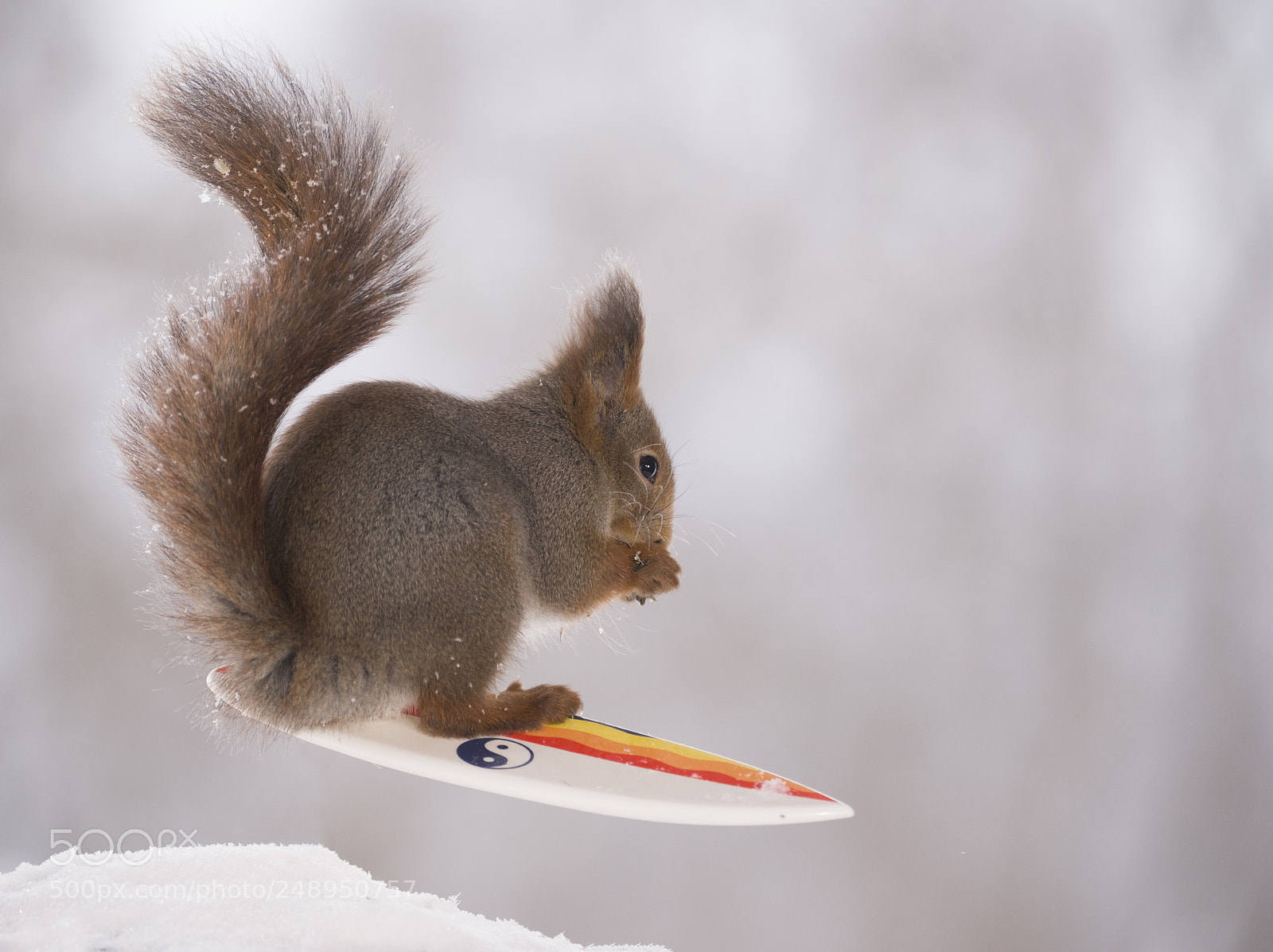 Nikon D810 sample photo. Red squirrel standing with photography