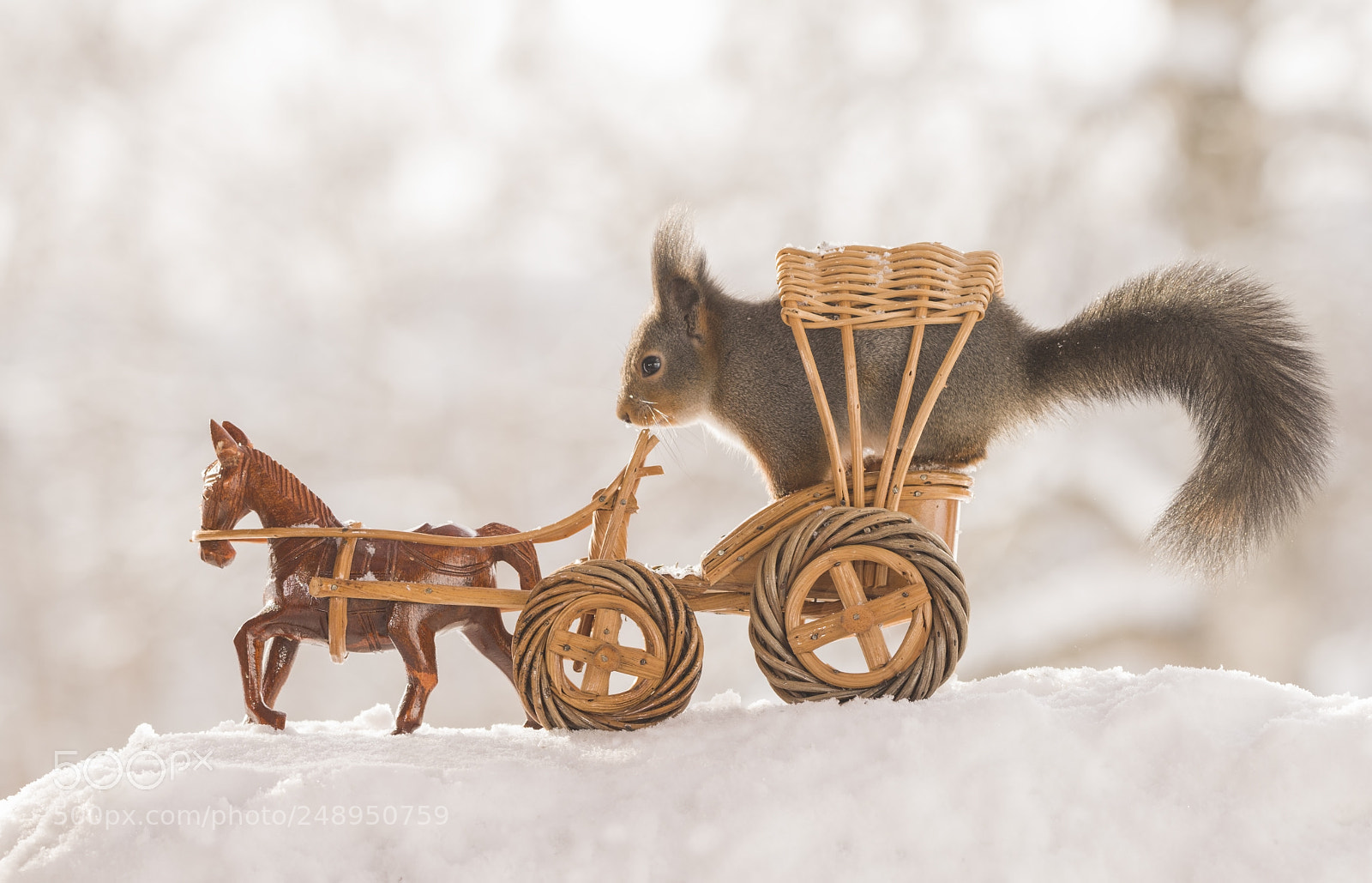 Nikon D810 sample photo. Red squirrels in a photography
