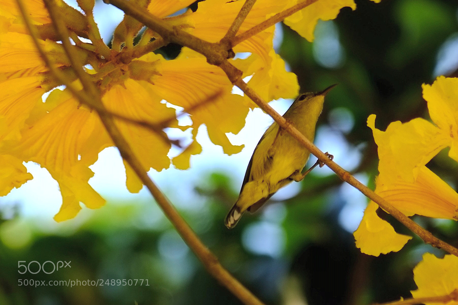 Fujifilm X-E1 sample photo. 太阳鸟 photography