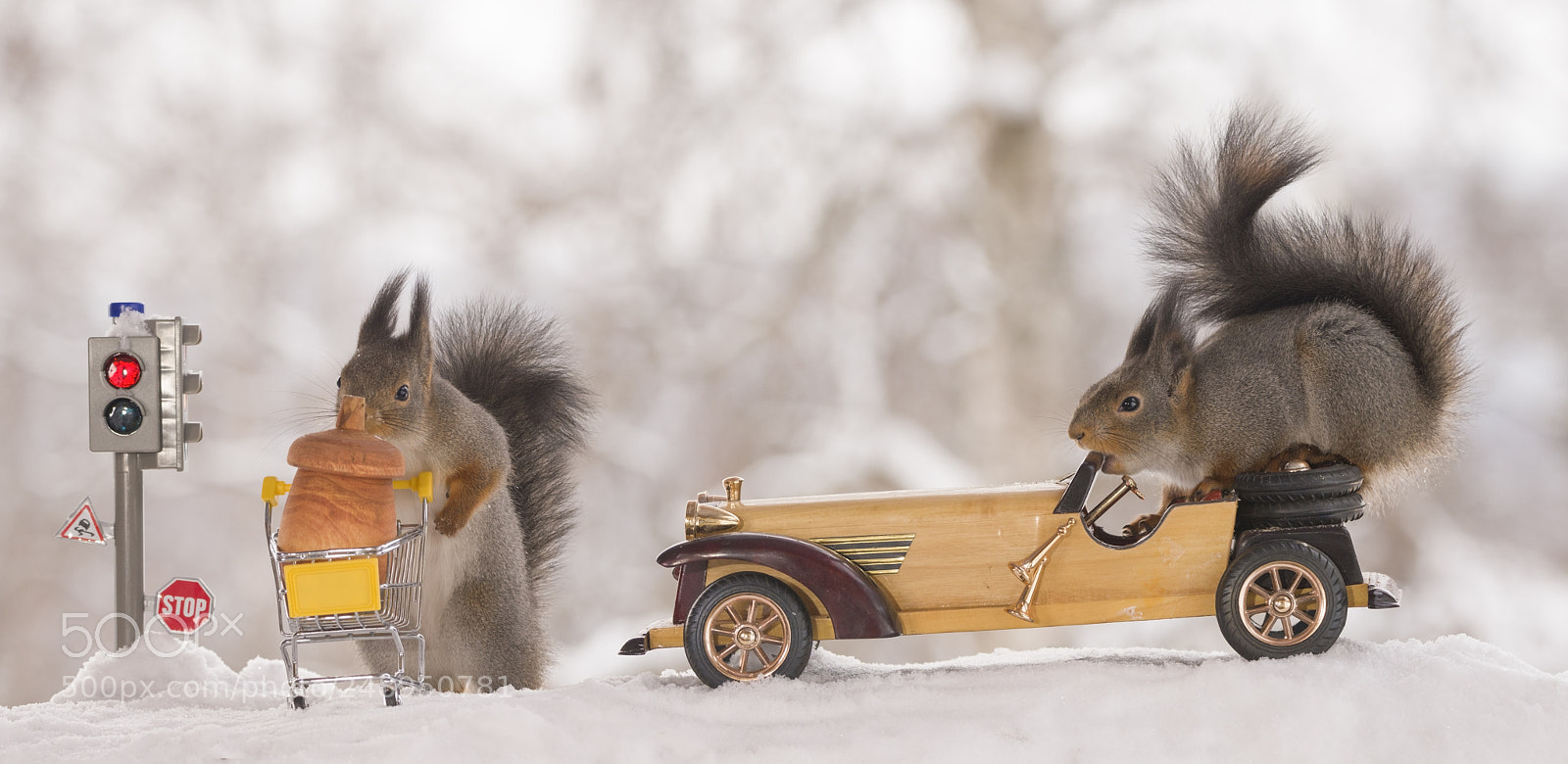 Nikon D810 sample photo. Red squirrels with traffic photography