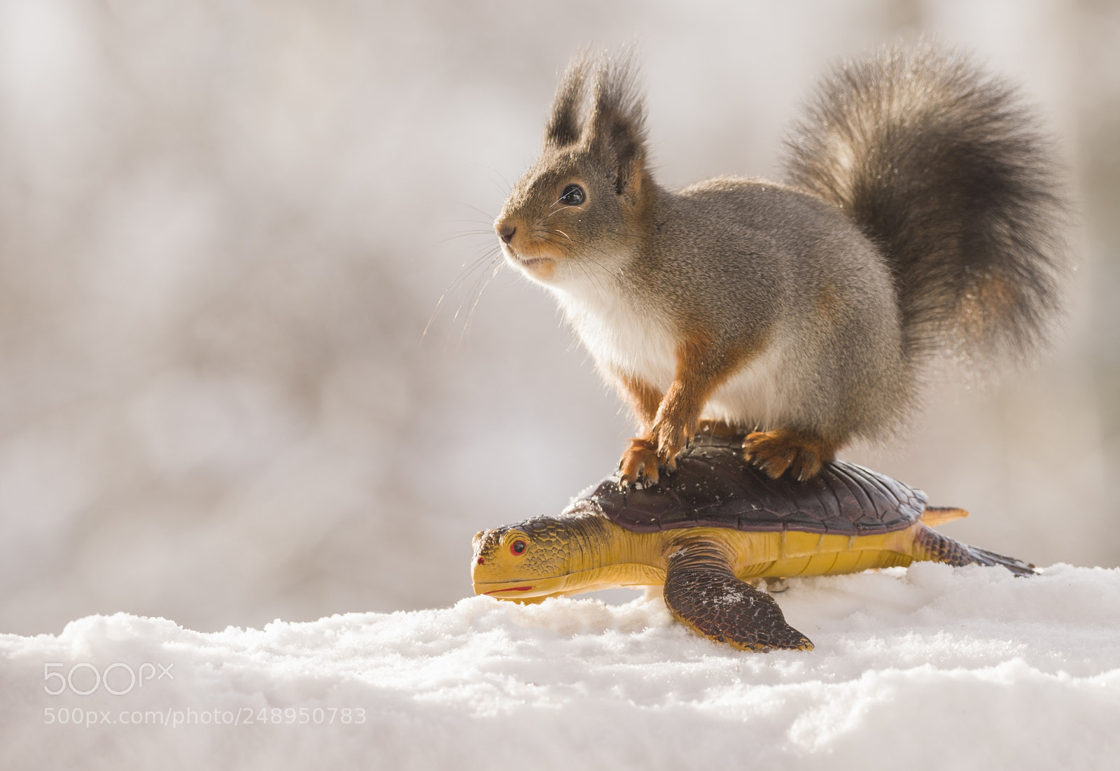 Nikon D810 sample photo. Red squirrels stands on photography