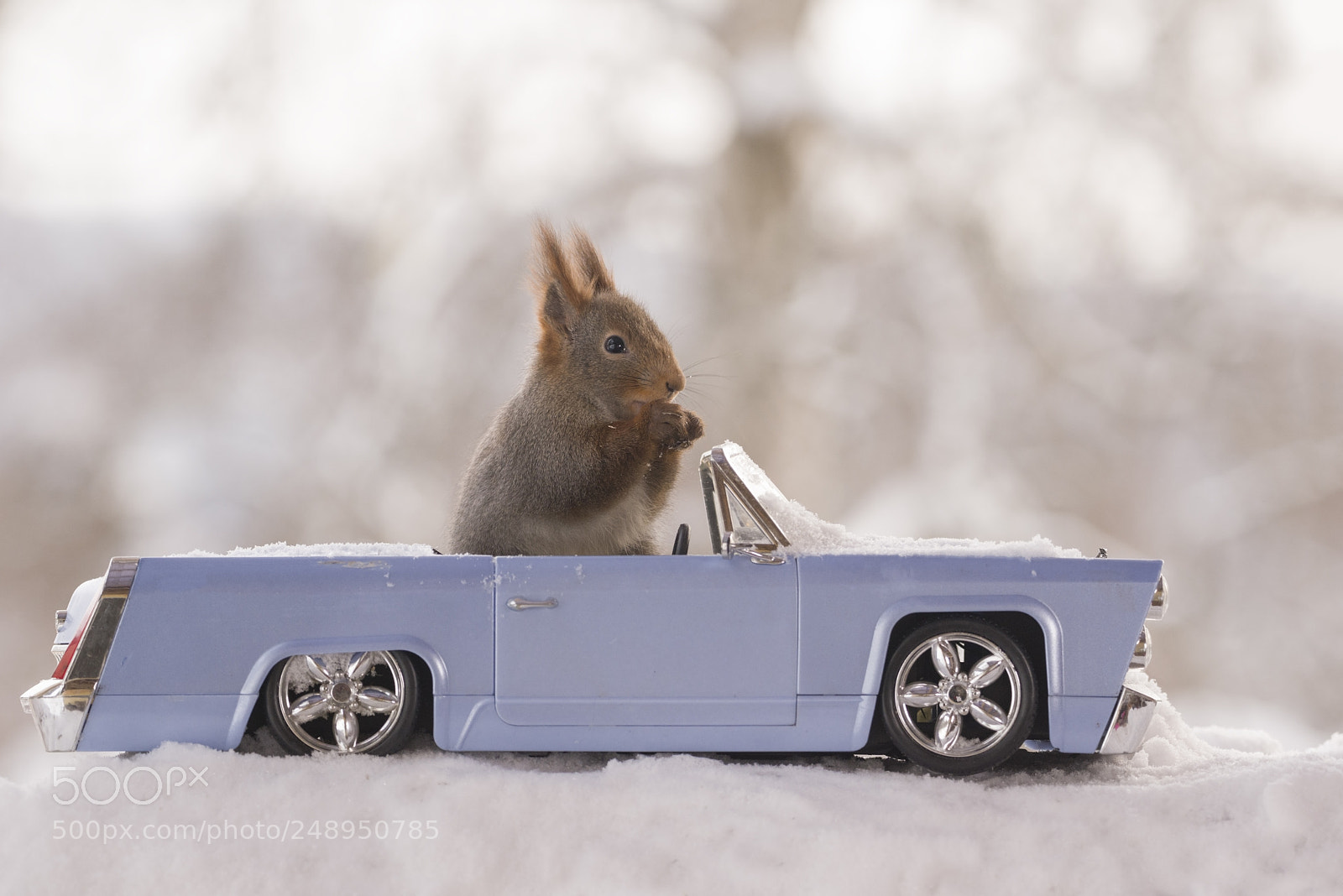 Nikon D810 sample photo. Red squirrels in snow photography