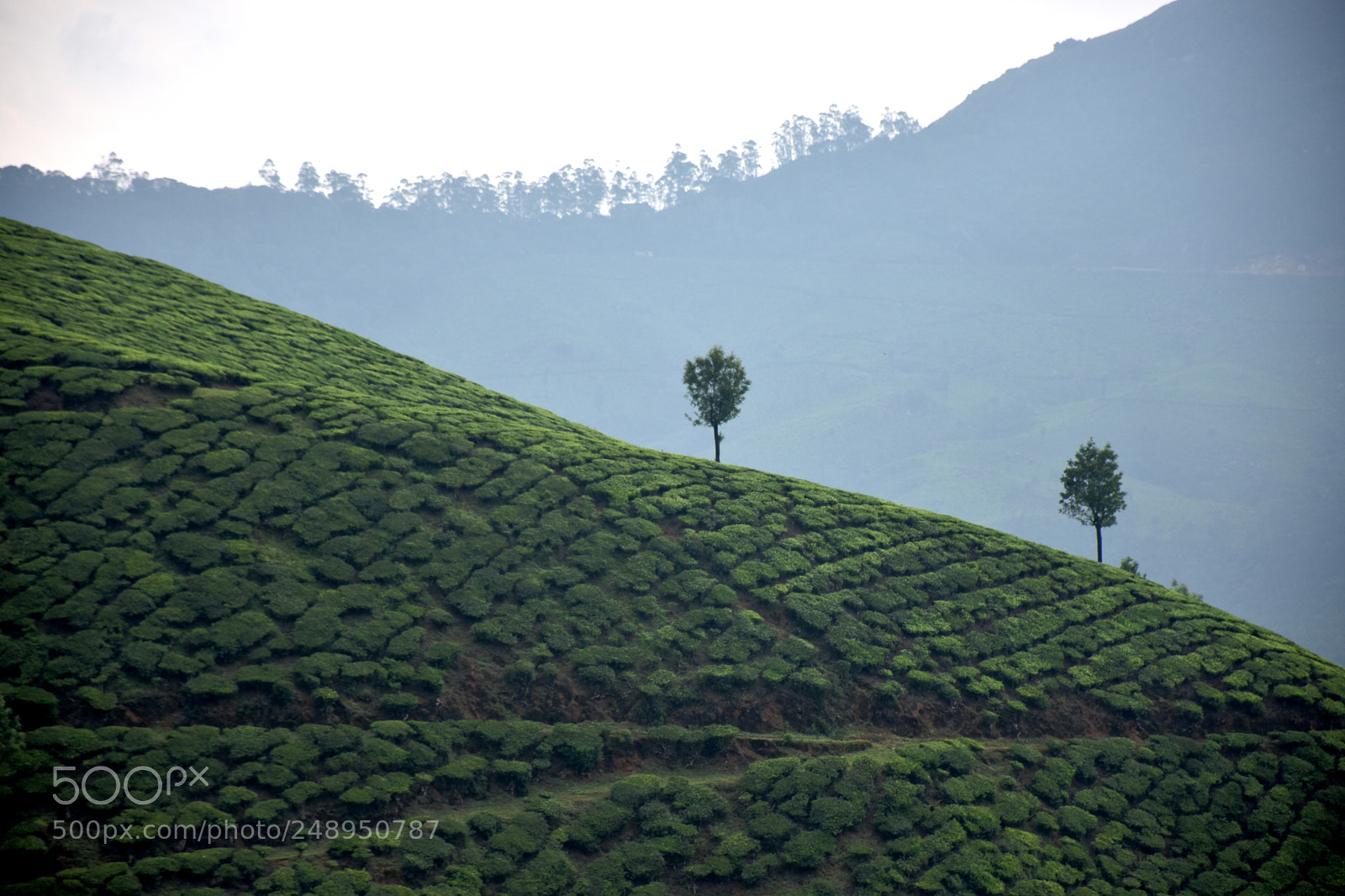 Nikon D5600 sample photo. Deep into nature photography