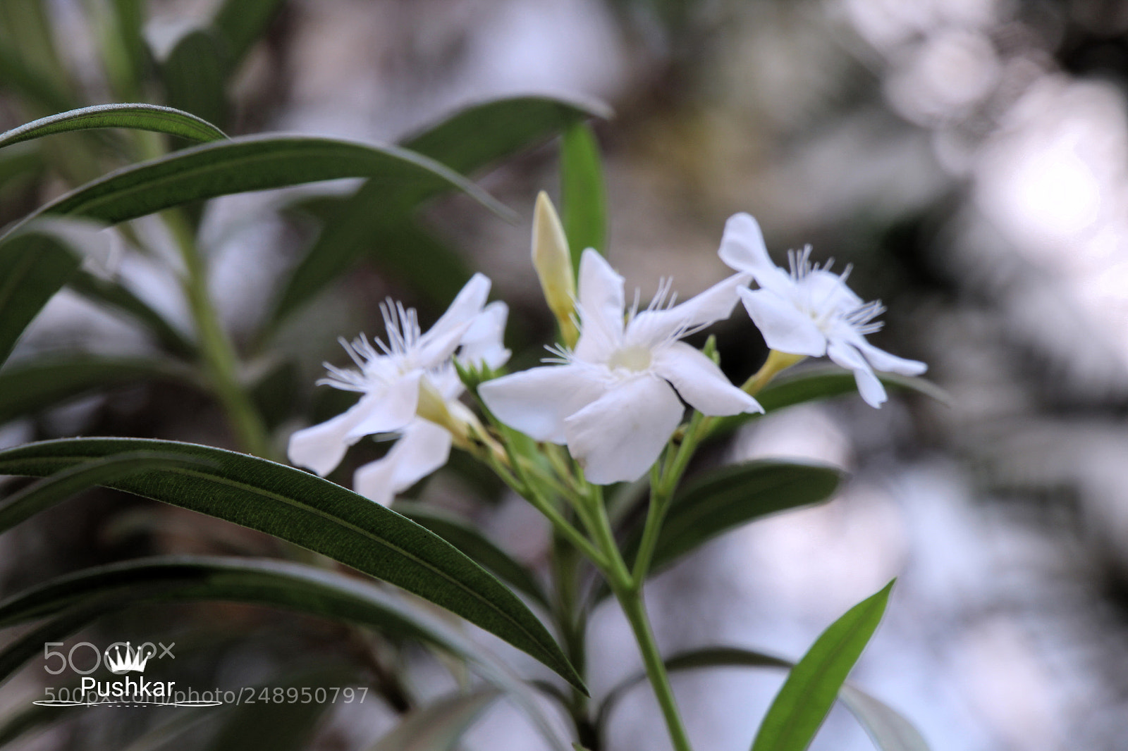 Canon EOS 1200D (EOS Rebel T5 / EOS Kiss X70 / EOS Hi) sample photo. White if colourful photography