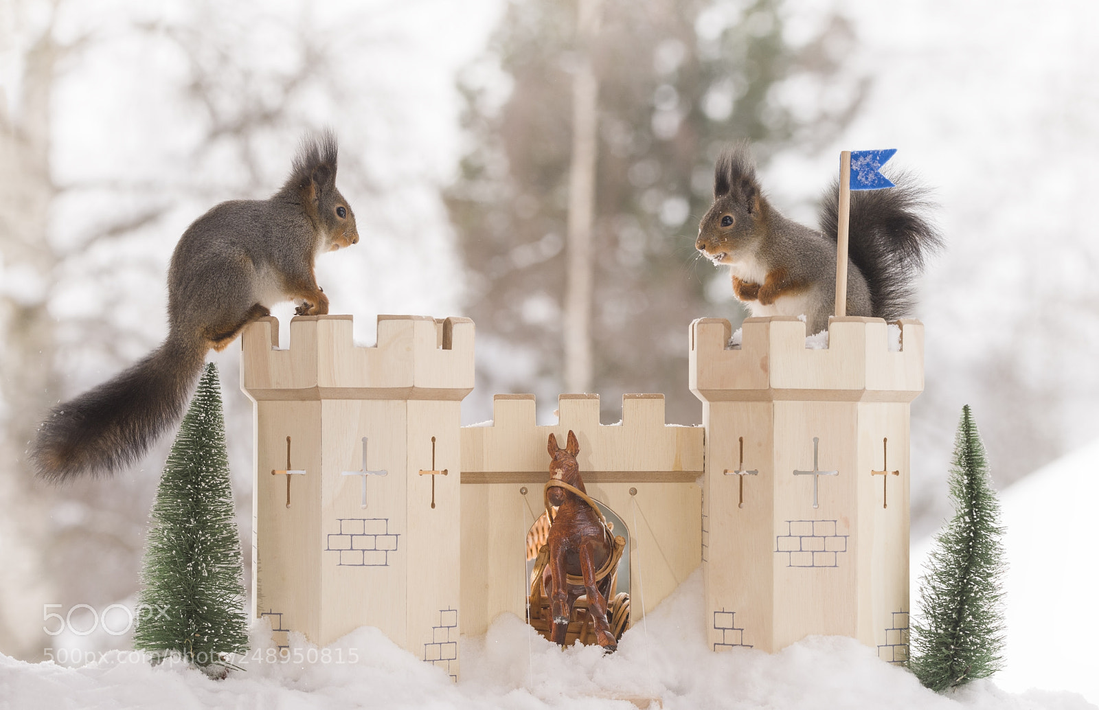 Nikon D810 sample photo. Red squirrels on a photography