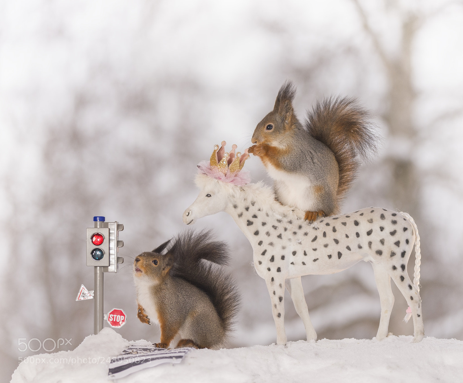 Nikon D810 sample photo. Red squirrels with traffic photography