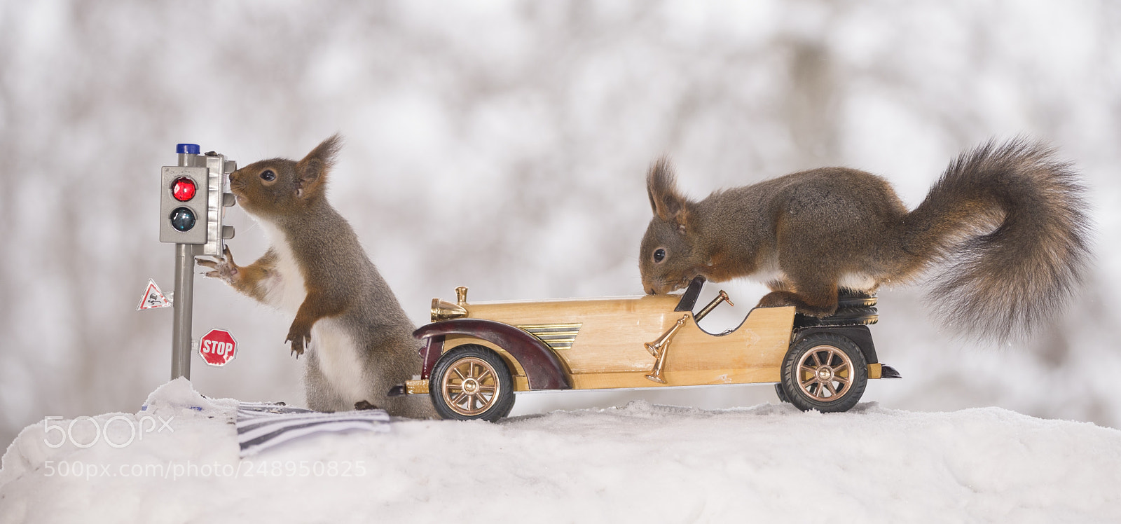 Nikon D810 sample photo. Red squirrels waiting for photography