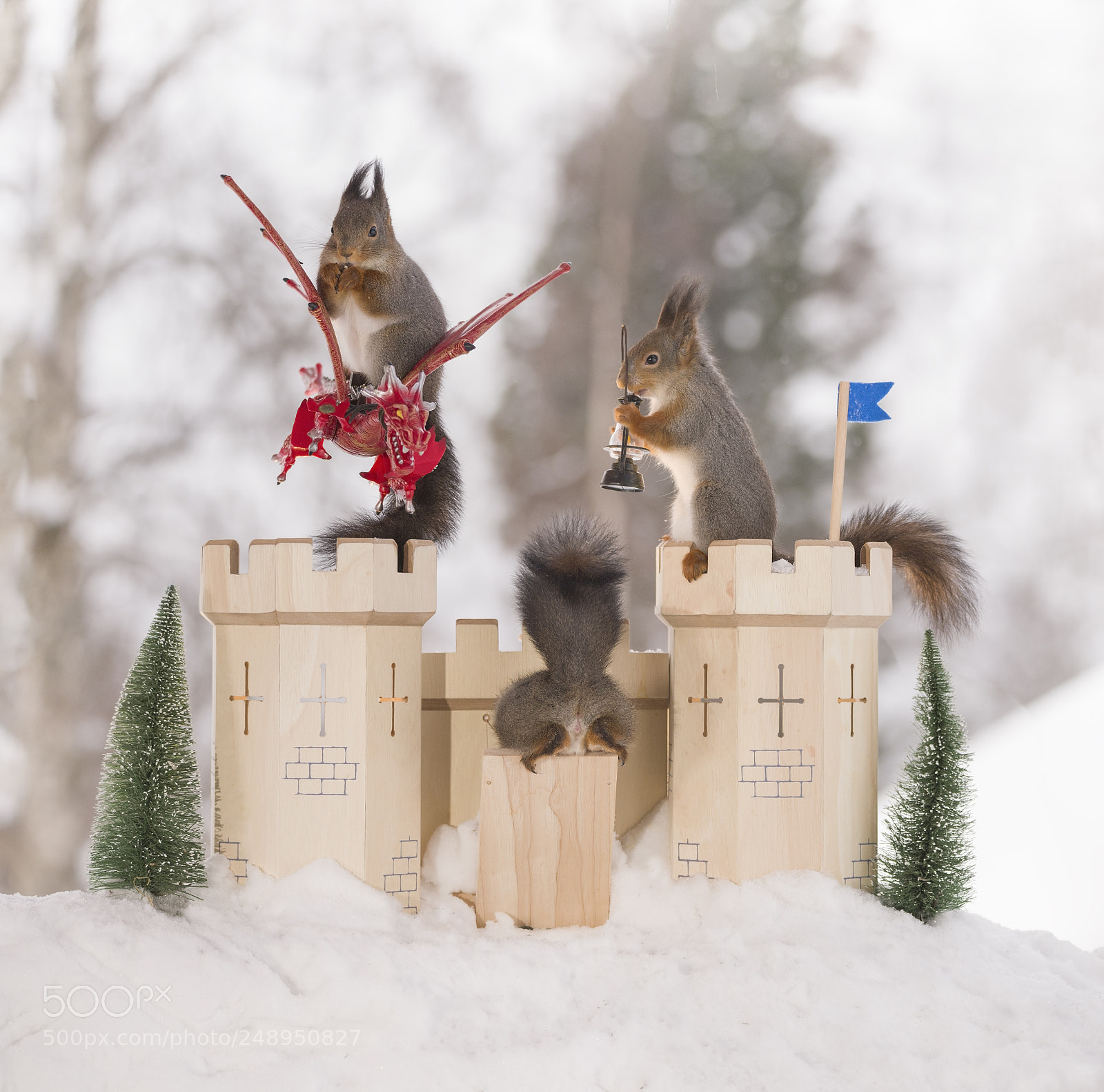 Nikon D810 sample photo. Red squirrels with dragon photography