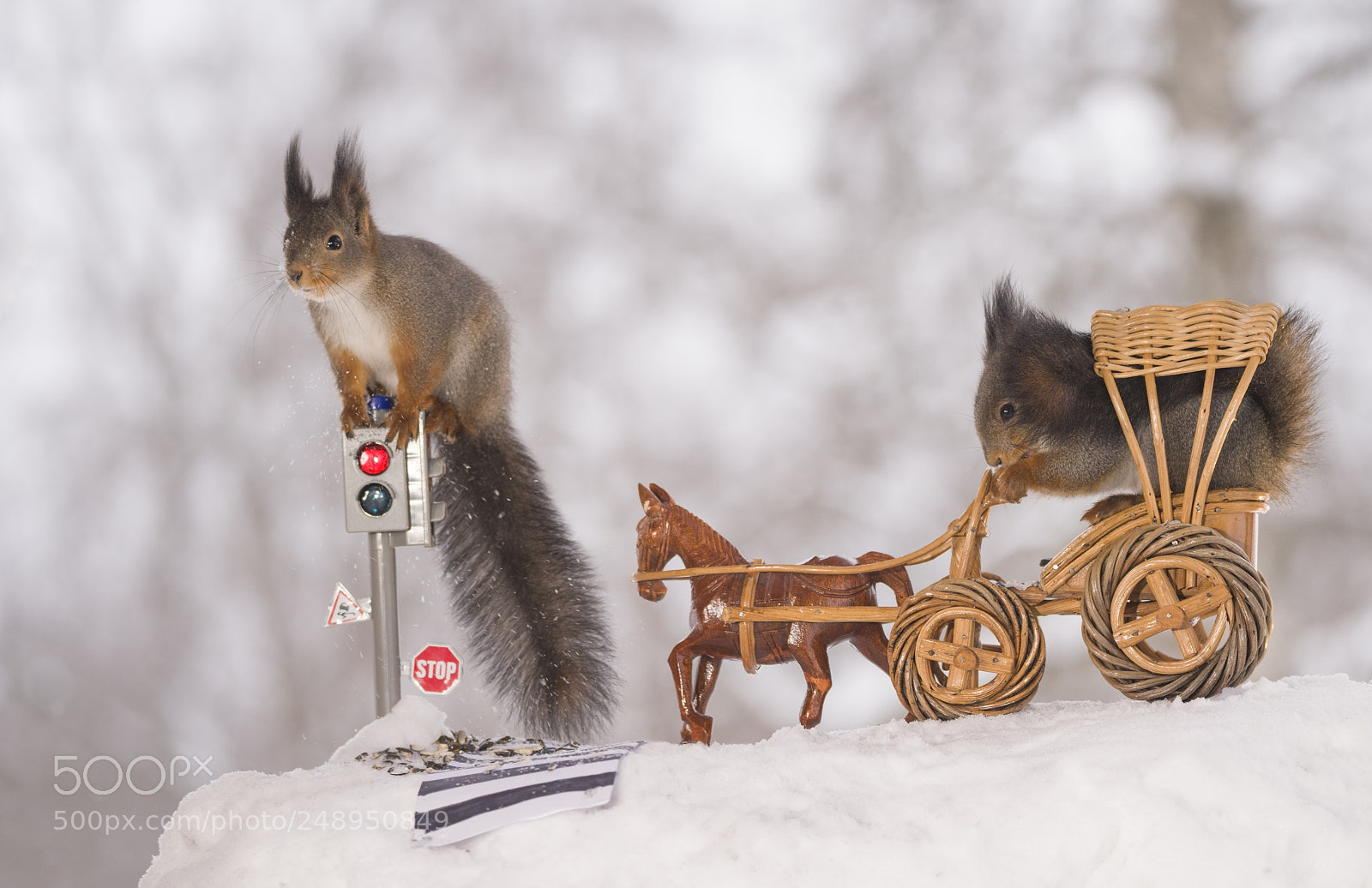 Nikon D810 sample photo. Red squirrels with a photography
