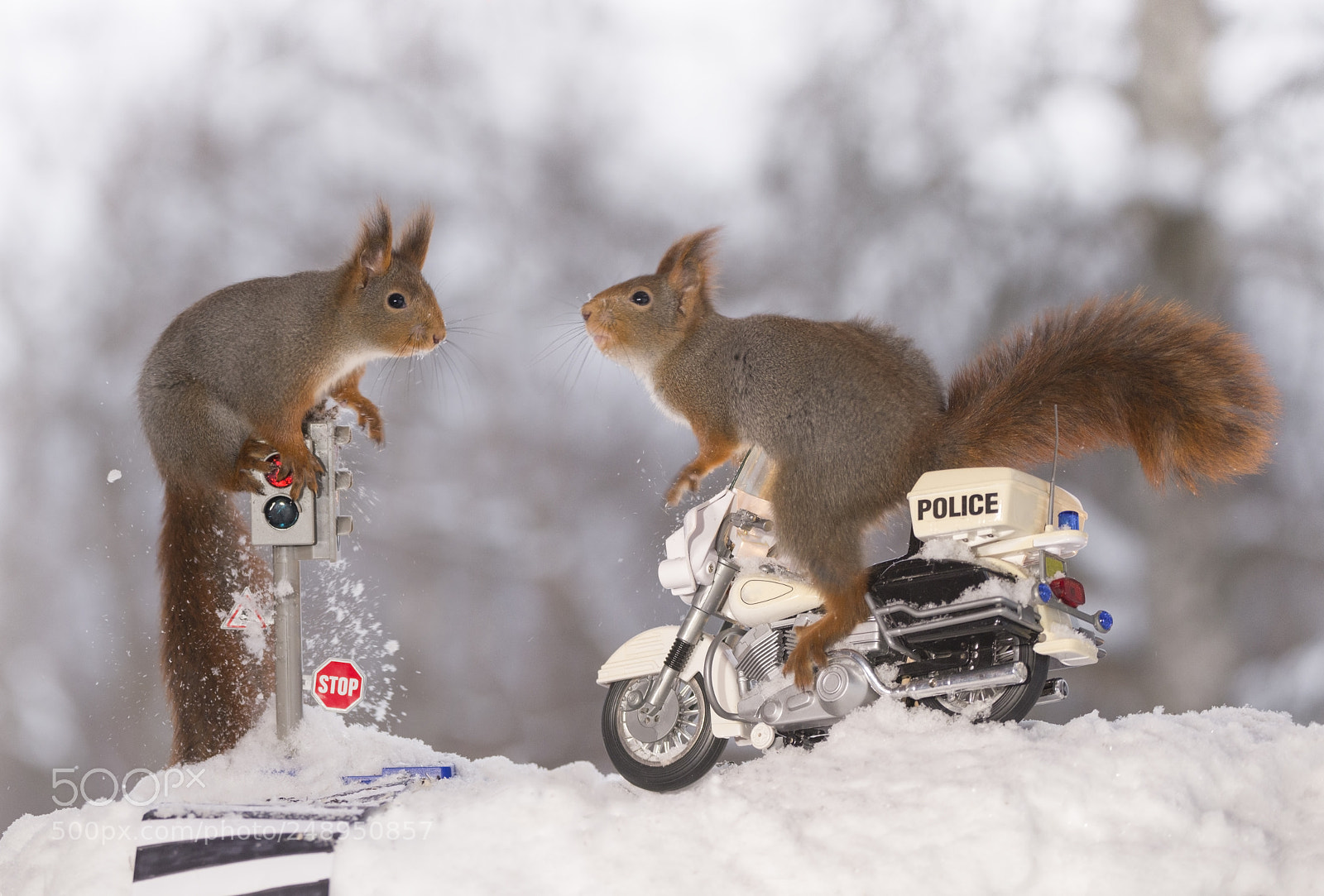 Nikon D810 sample photo. Red squirrels on traffic photography