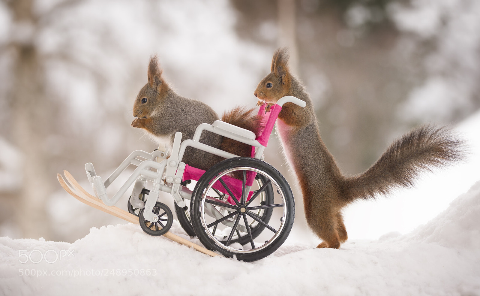 Nikon D810 sample photo. Red squirrels standing on photography