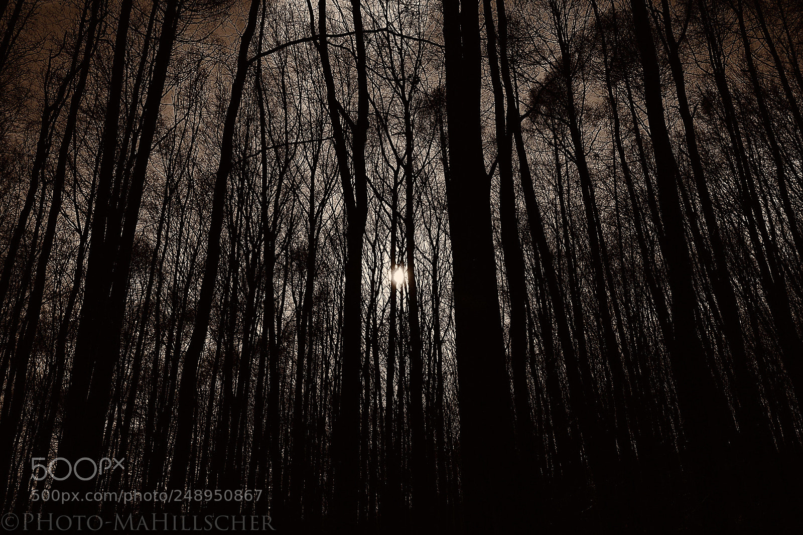 Fujifilm X-T2 sample photo. Sun, sunday, forest photography