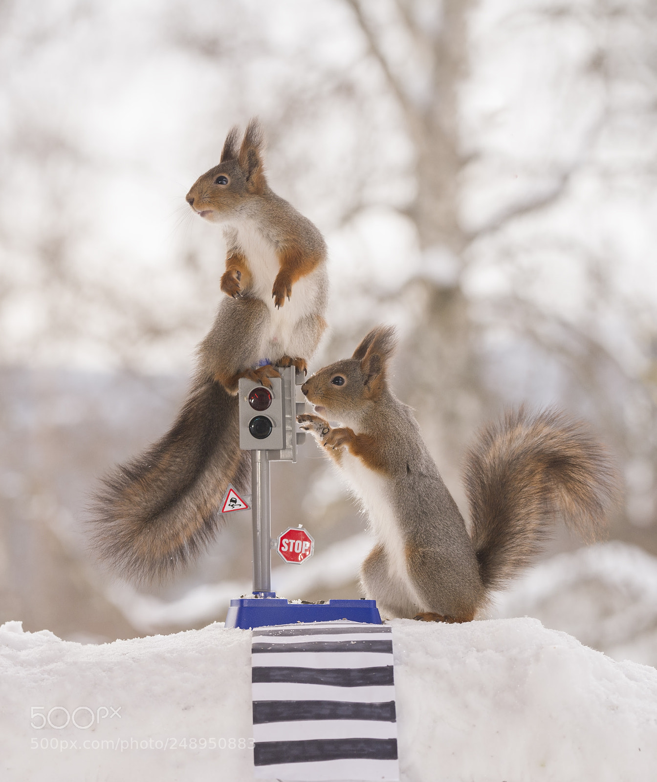 Nikon D810 sample photo. Red squirrels with an photography