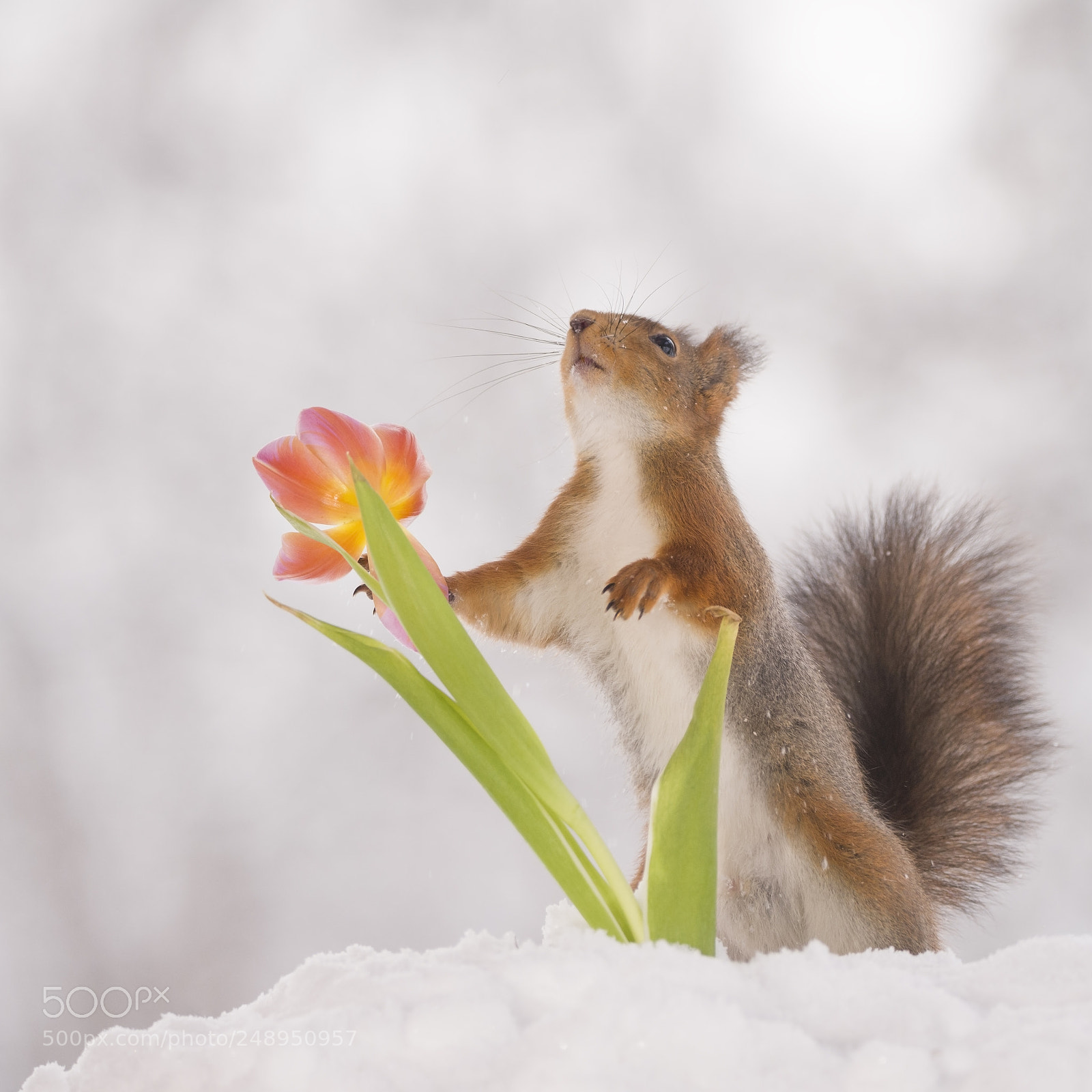 Nikon D810 sample photo. Red squirrel touching an photography