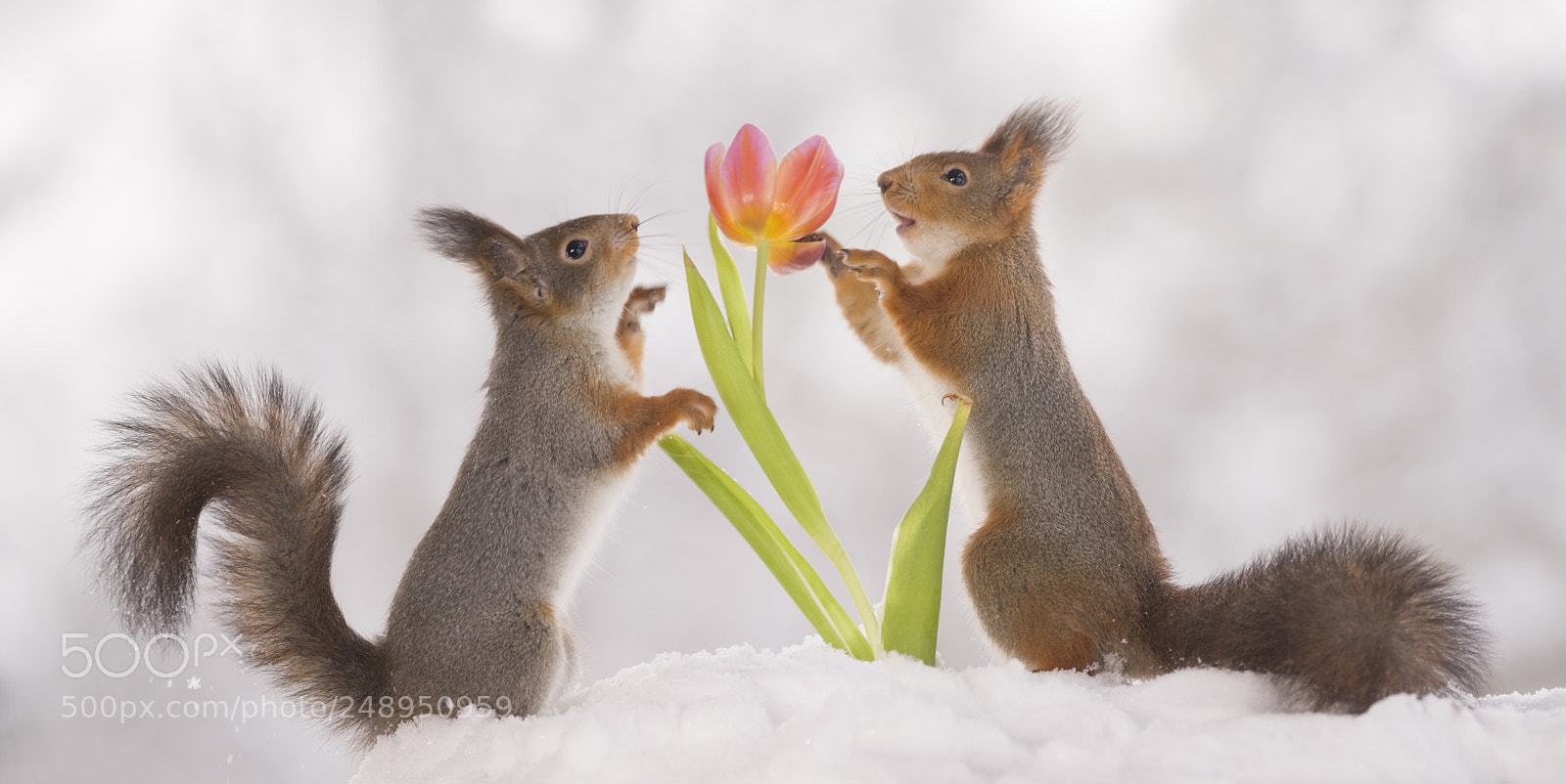 Nikon D810 sample photo. Red squirrels are touching photography
