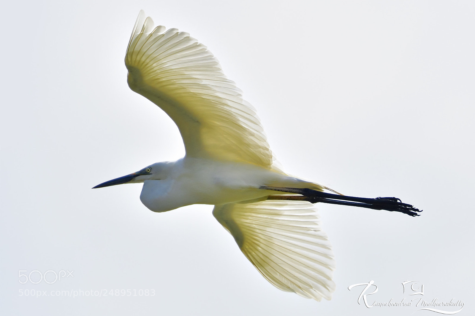 Nikon D500 sample photo. The little egret photography