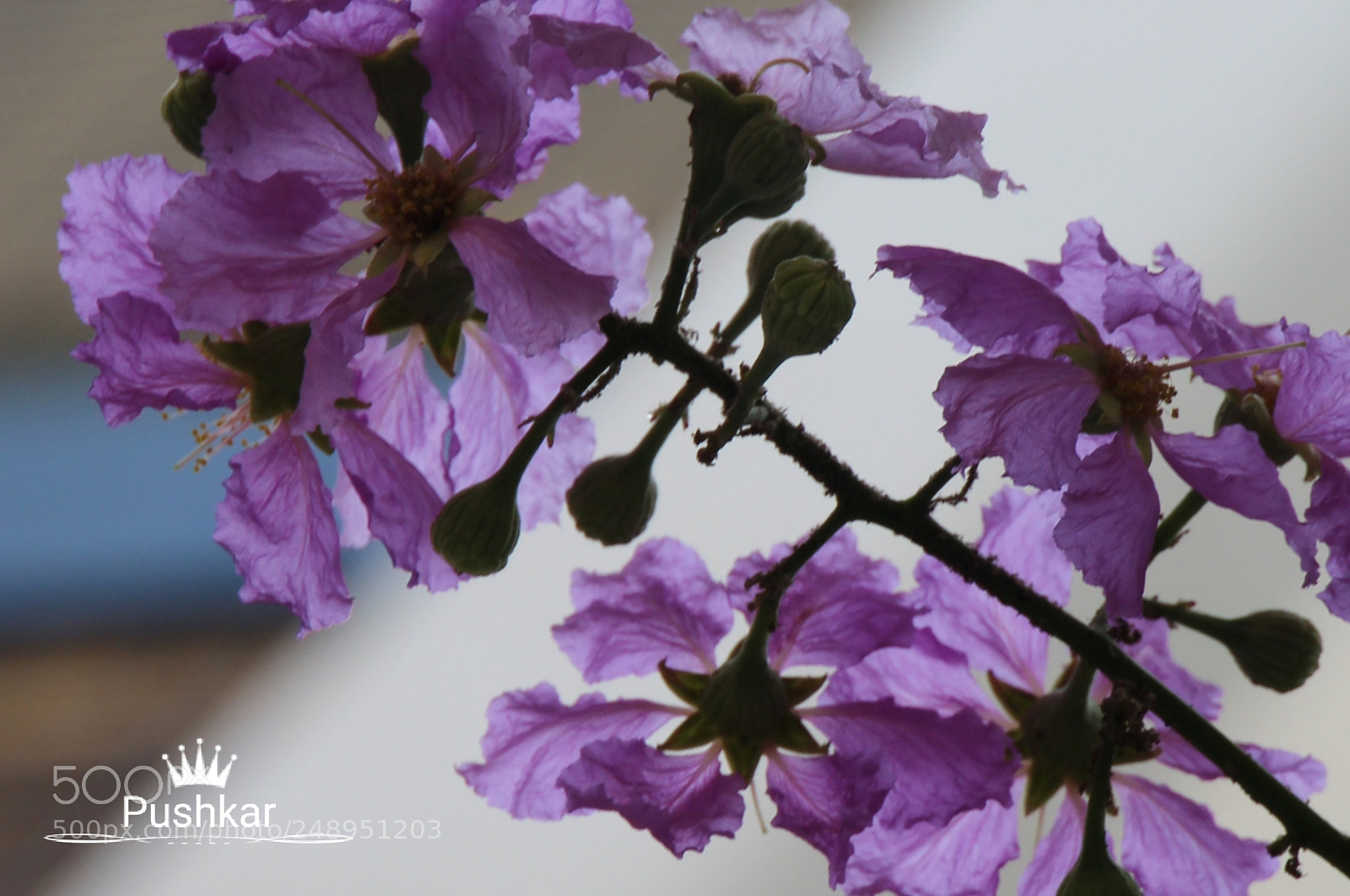 Canon EOS 1200D (EOS Rebel T5 / EOS Kiss X70 / EOS Hi) sample photo. Blooming photography