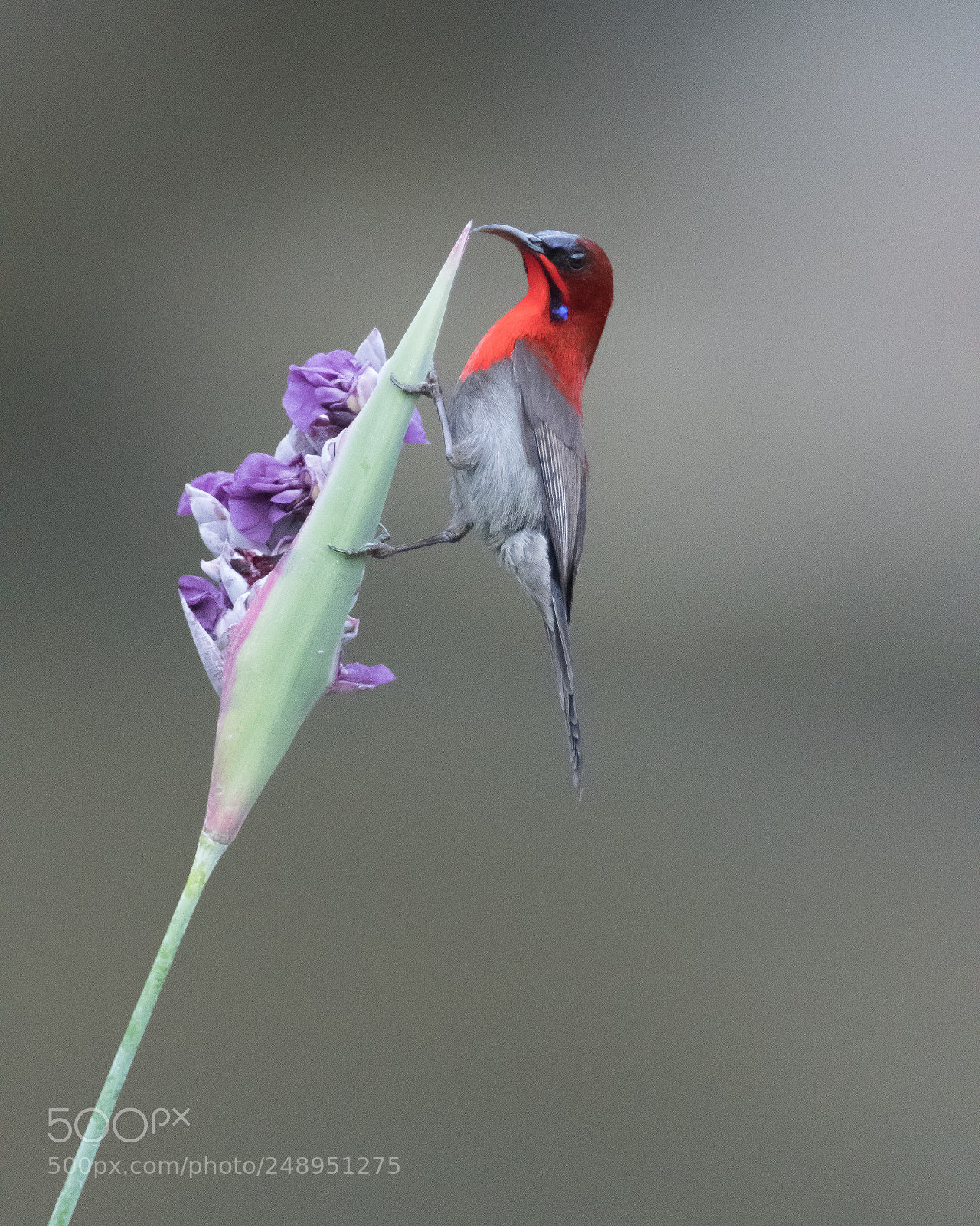 Nikon D500 sample photo. Crimson sunbird (male). photography