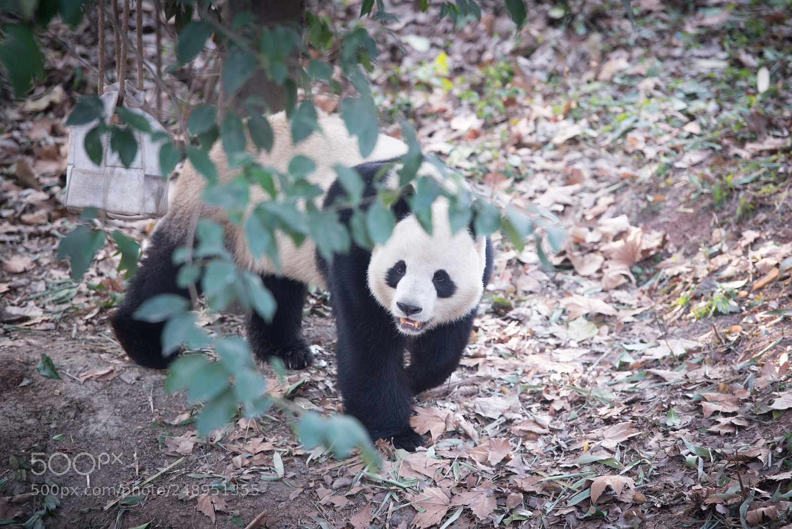 Nikon D610 sample photo. Panda photography