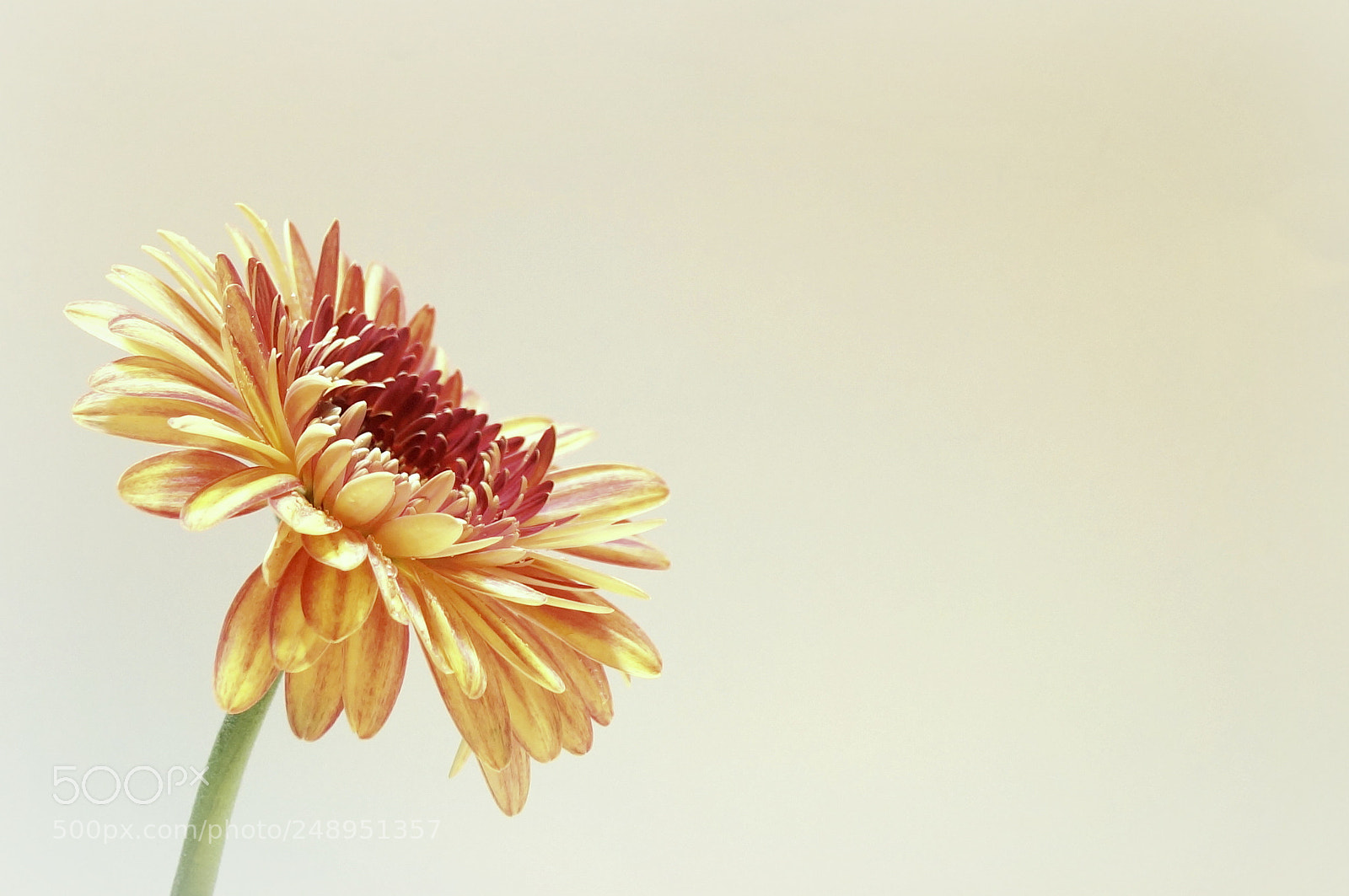 Sony SLT-A58 sample photo. Gerbera photography
