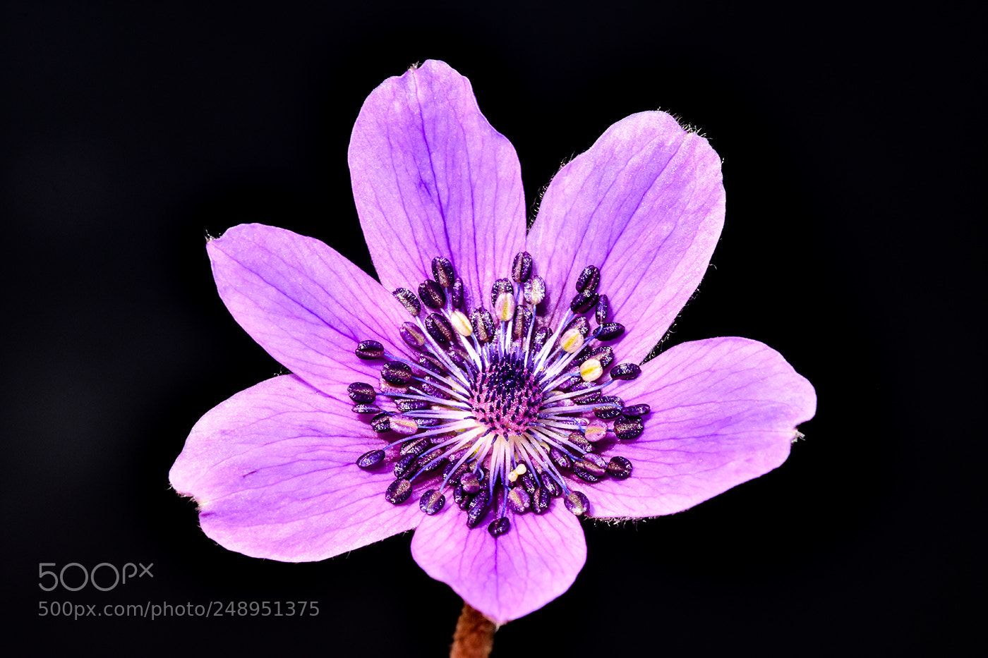 Nikon D7200 sample photo. 11.03.2018 macro - 1 photography