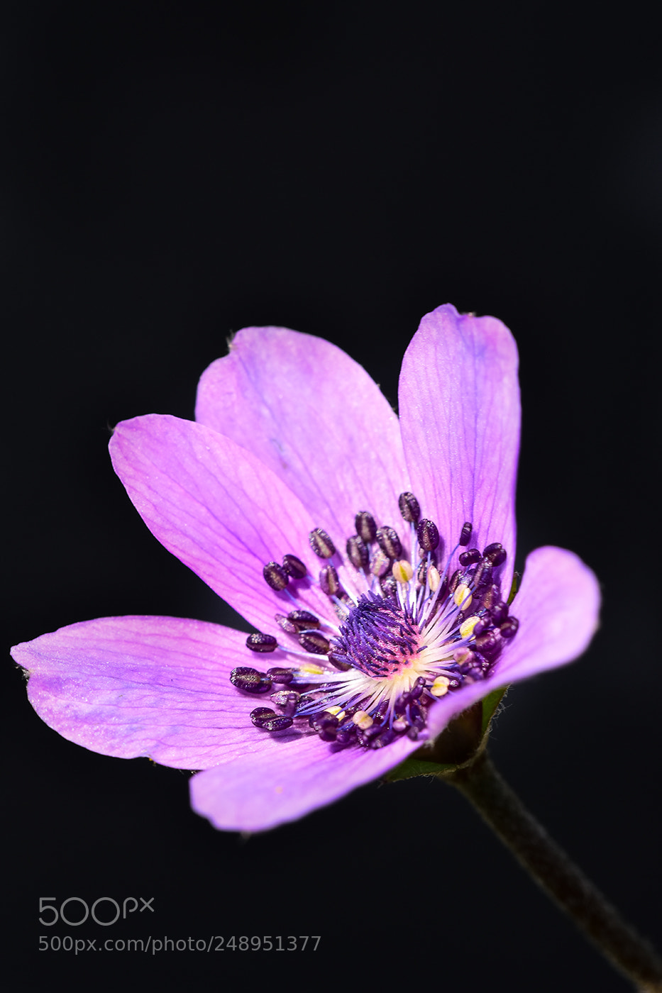 Nikon D7200 sample photo. 11.03.2018 macro - 2 photography