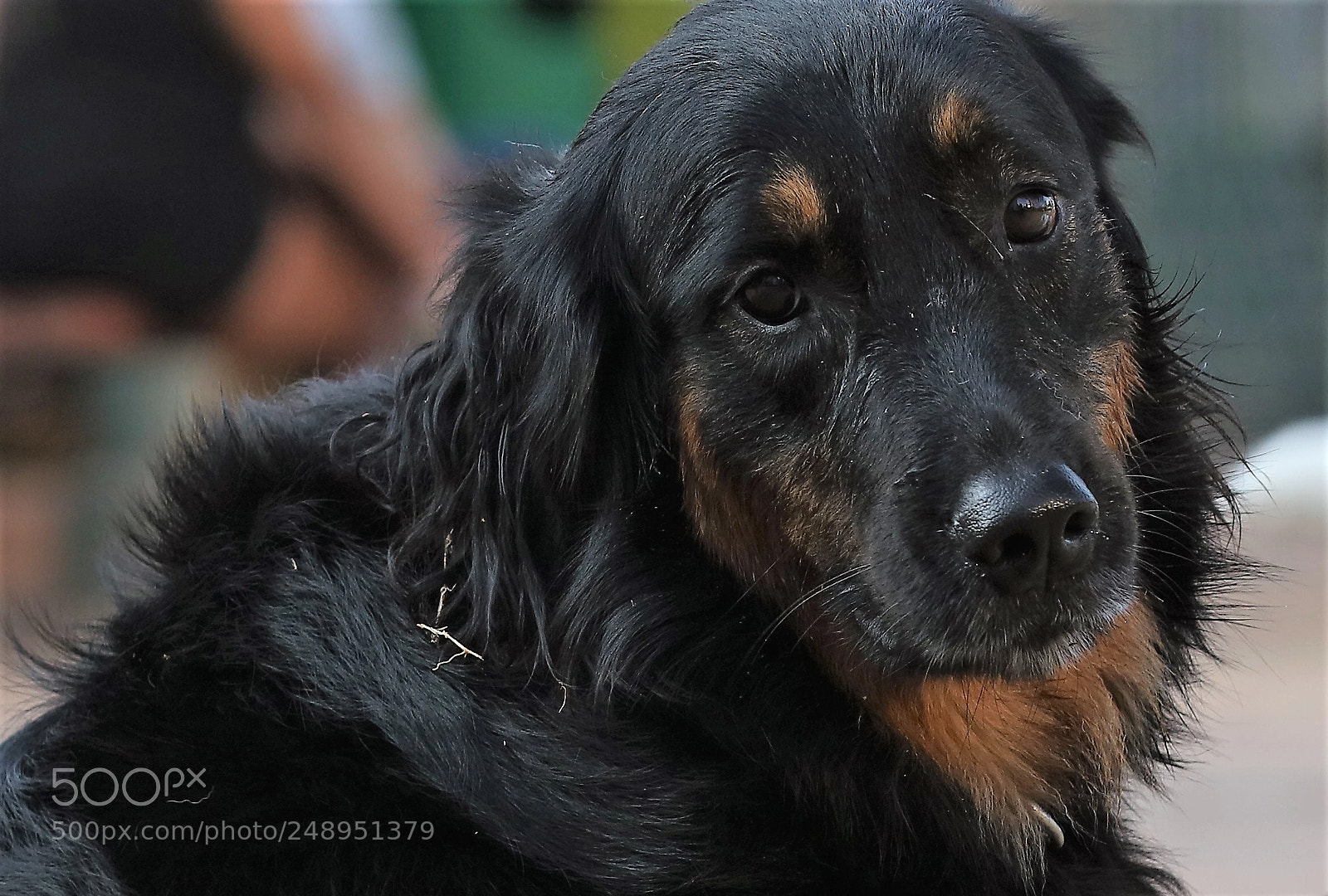 Canon EOS 5DS R sample photo. Poor thing! what's happening? photography