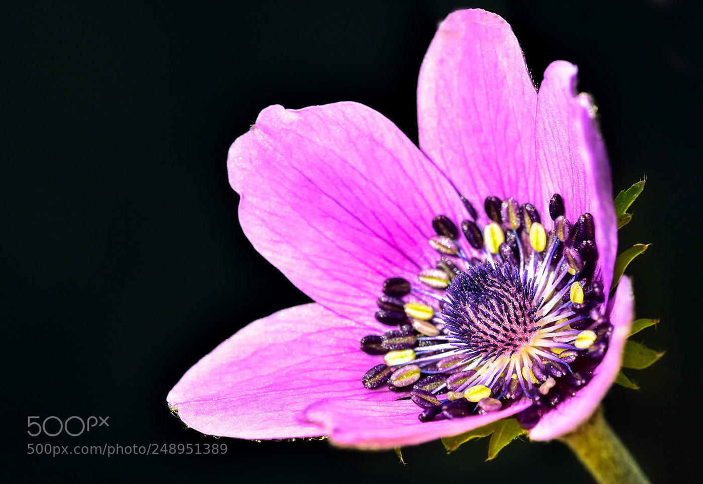 Nikon D7200 sample photo. 11.03.2018 macro - 3 photography
