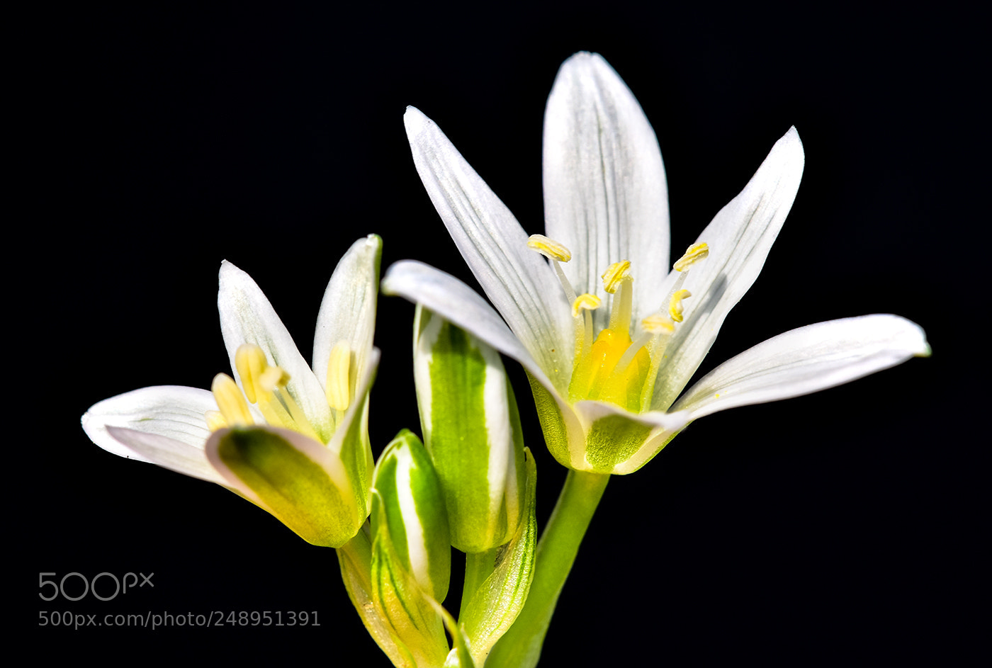 Nikon D7200 sample photo. 11.03.2018 macro - 4 photography
