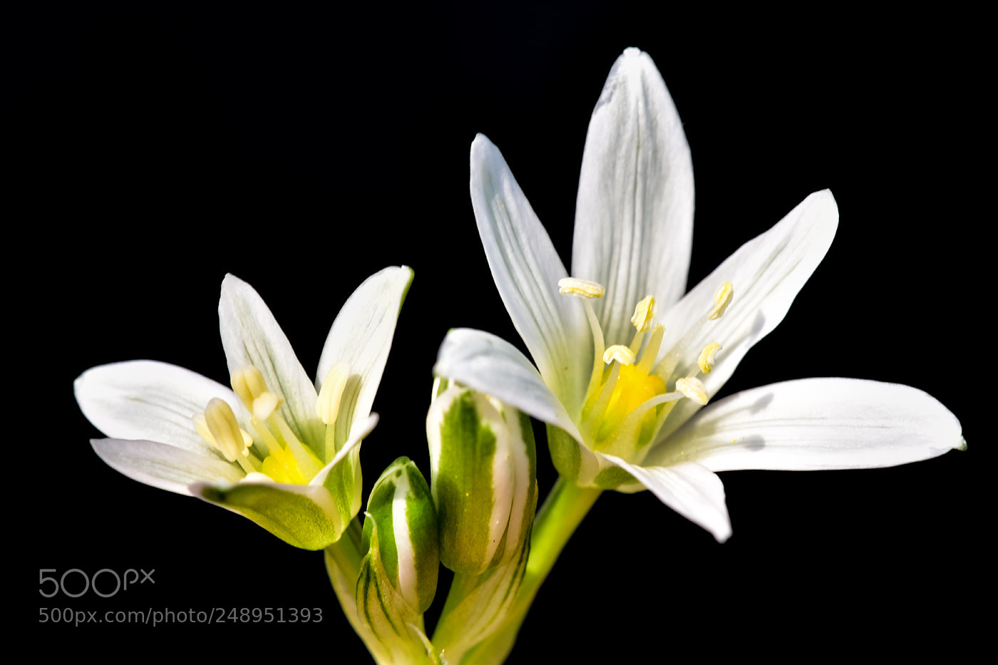 Nikon D7200 sample photo. 11.03.2018 macro - 5 photography