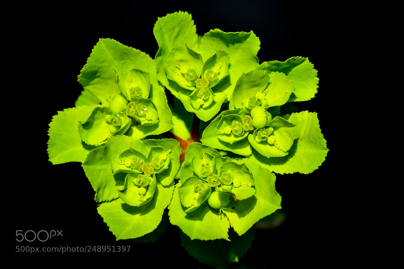 Nikon D7200 sample photo. 11.03.2018 macro - 6 photography