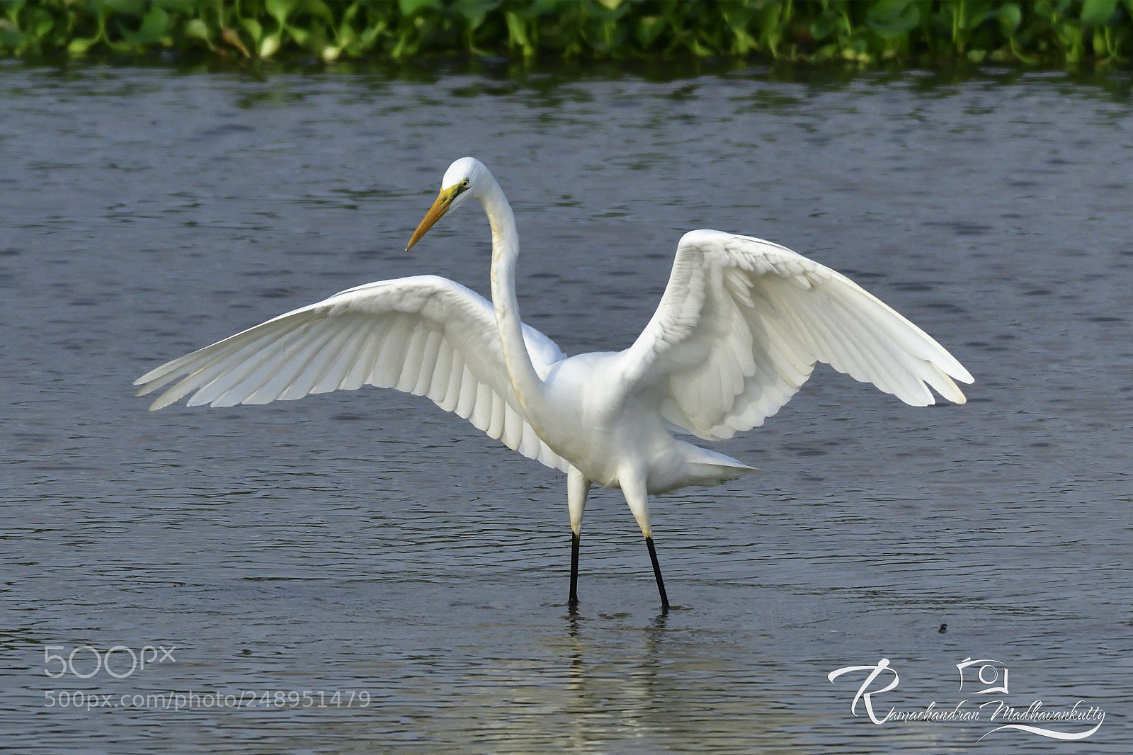 Nikon D500 sample photo. The great egret photography