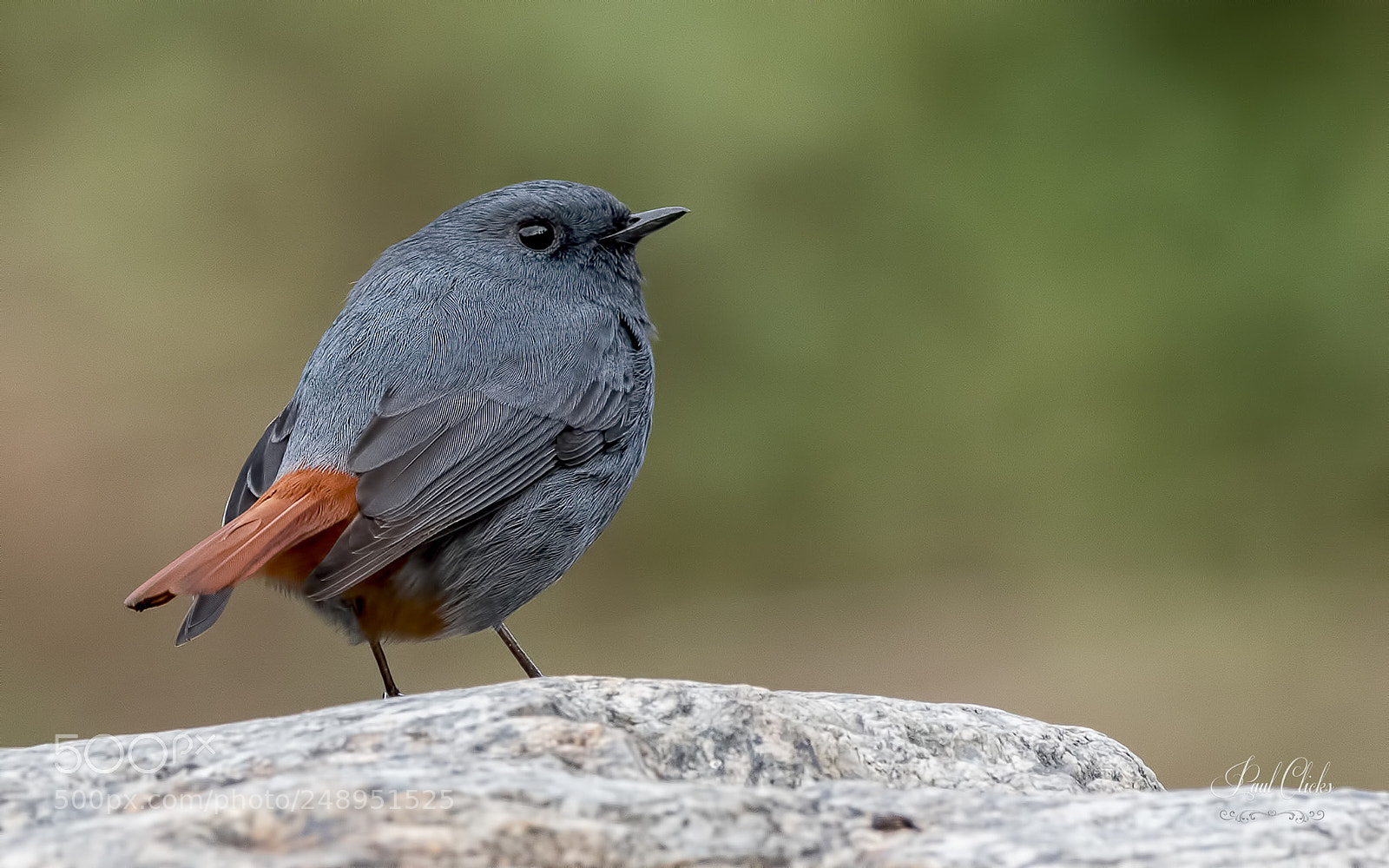 Nikon D500 sample photo. Plumbeous water redstart photography