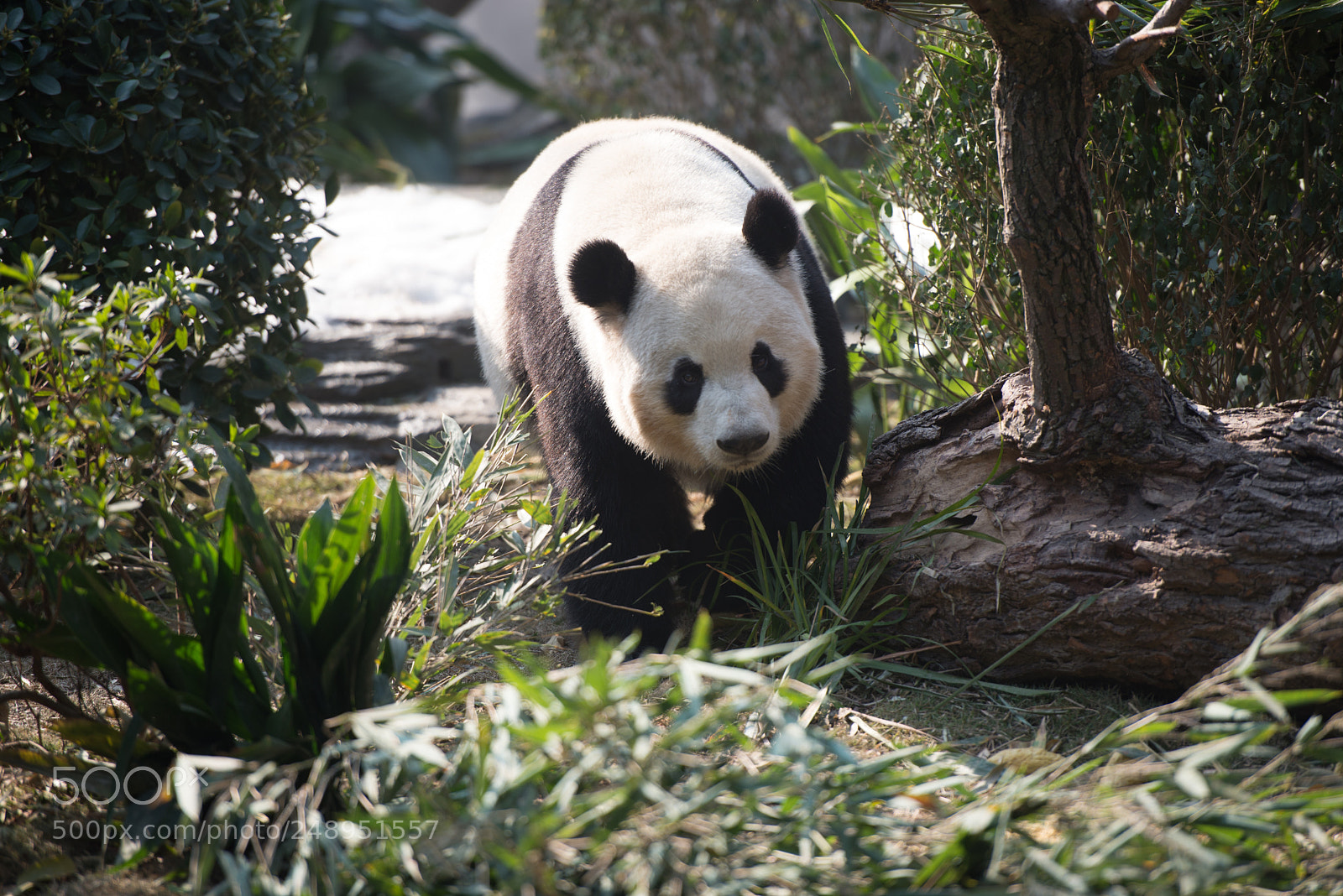 Nikon D610 sample photo. Hi there, you found photography