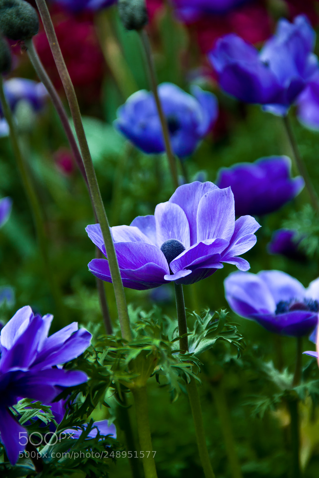 Canon EOS 550D (EOS Rebel T2i / EOS Kiss X4) sample photo. 郁金香 photography