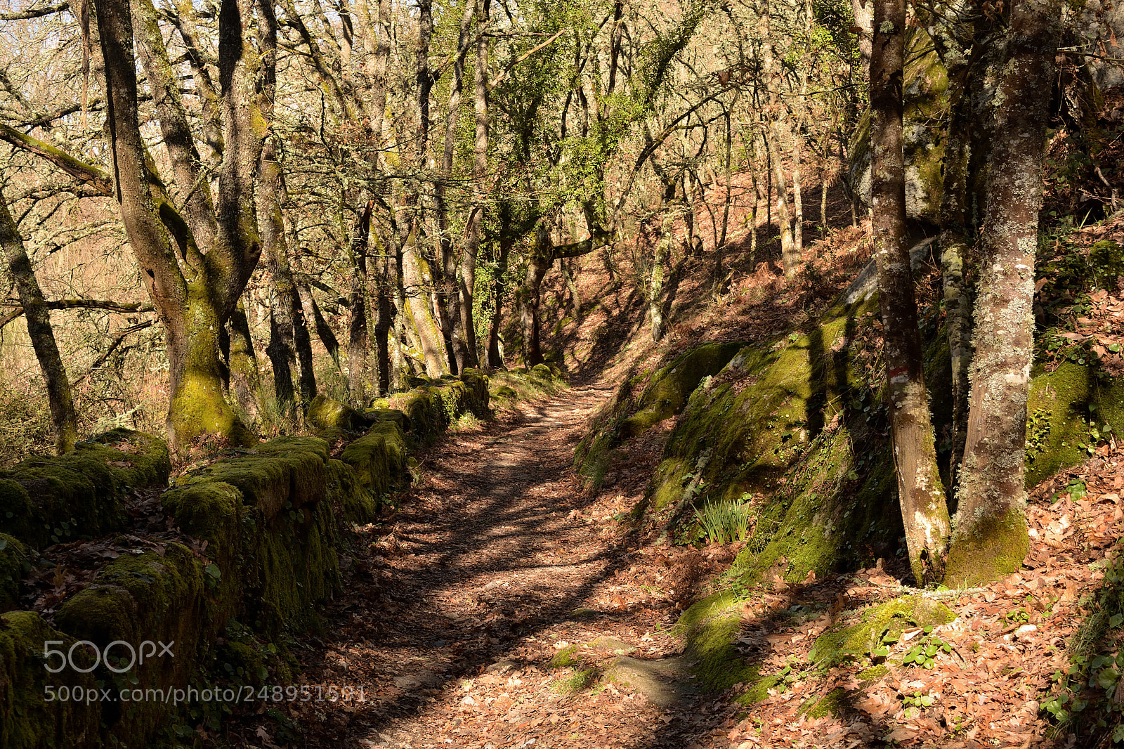 Nikon D5200 sample photo. Allariz, orense, españa photography