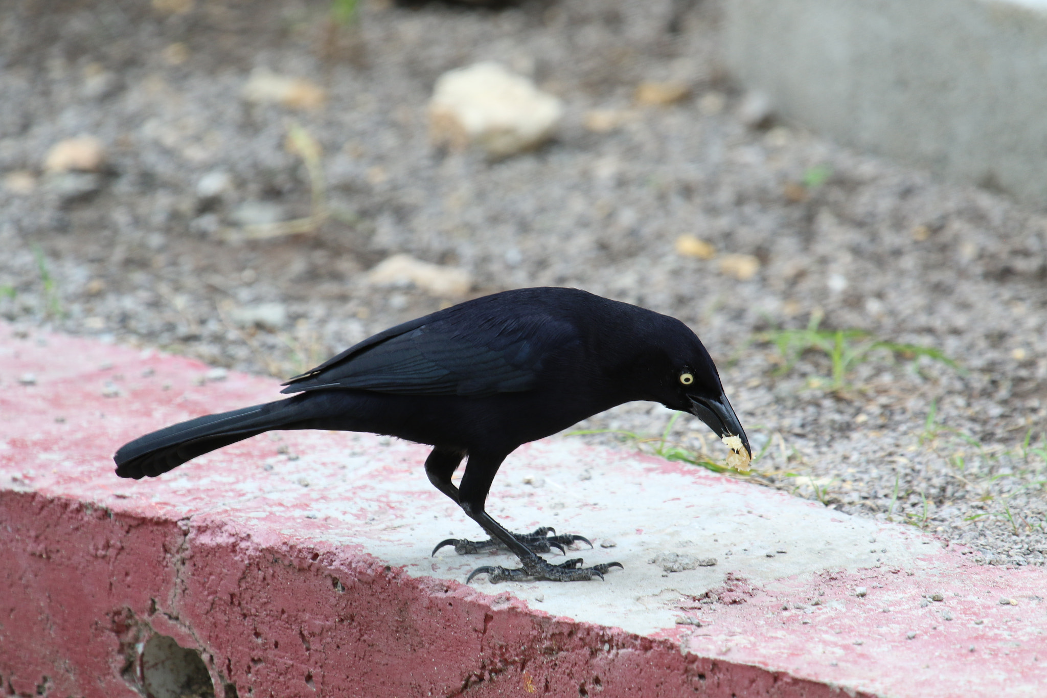 Canon EF 100-400mm F4.5-5.6L IS USM sample photo. A grackle in antigua photography